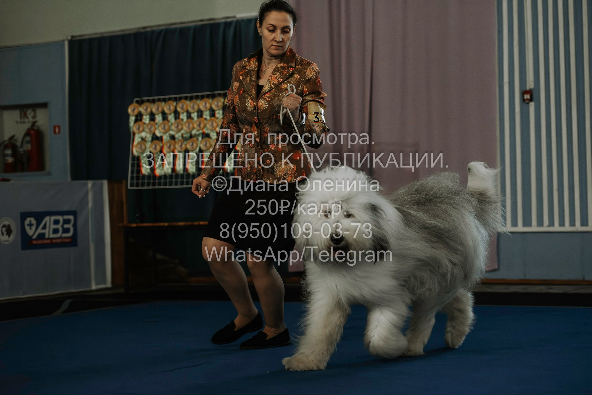 Выставка собак Красноярск 29.10.2023. Фотограф Диана Оленина Красноярск / Братск