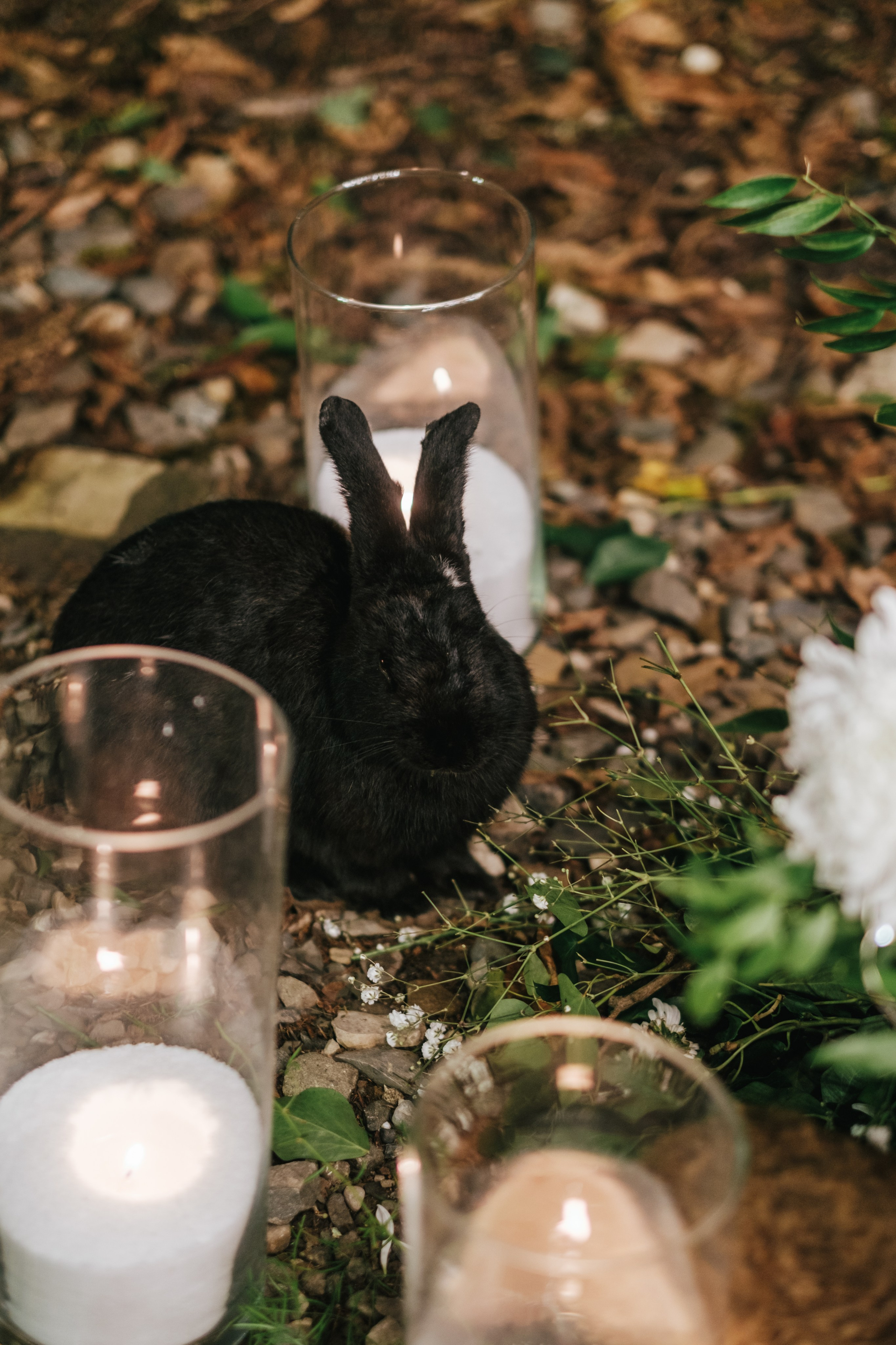 Кот и Дракон. Свадебный Видеограф Фотограф в Сочи