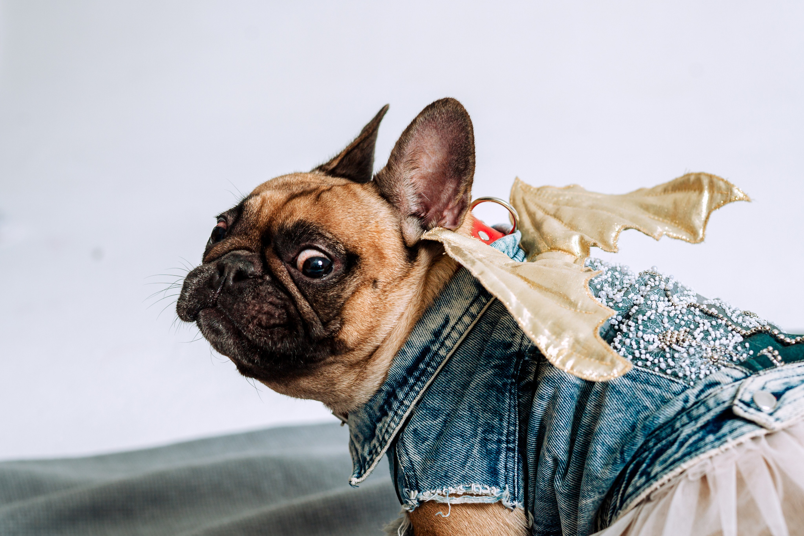 Бульвстреча 2025. Фотограф-анималист Татьяна Степанова