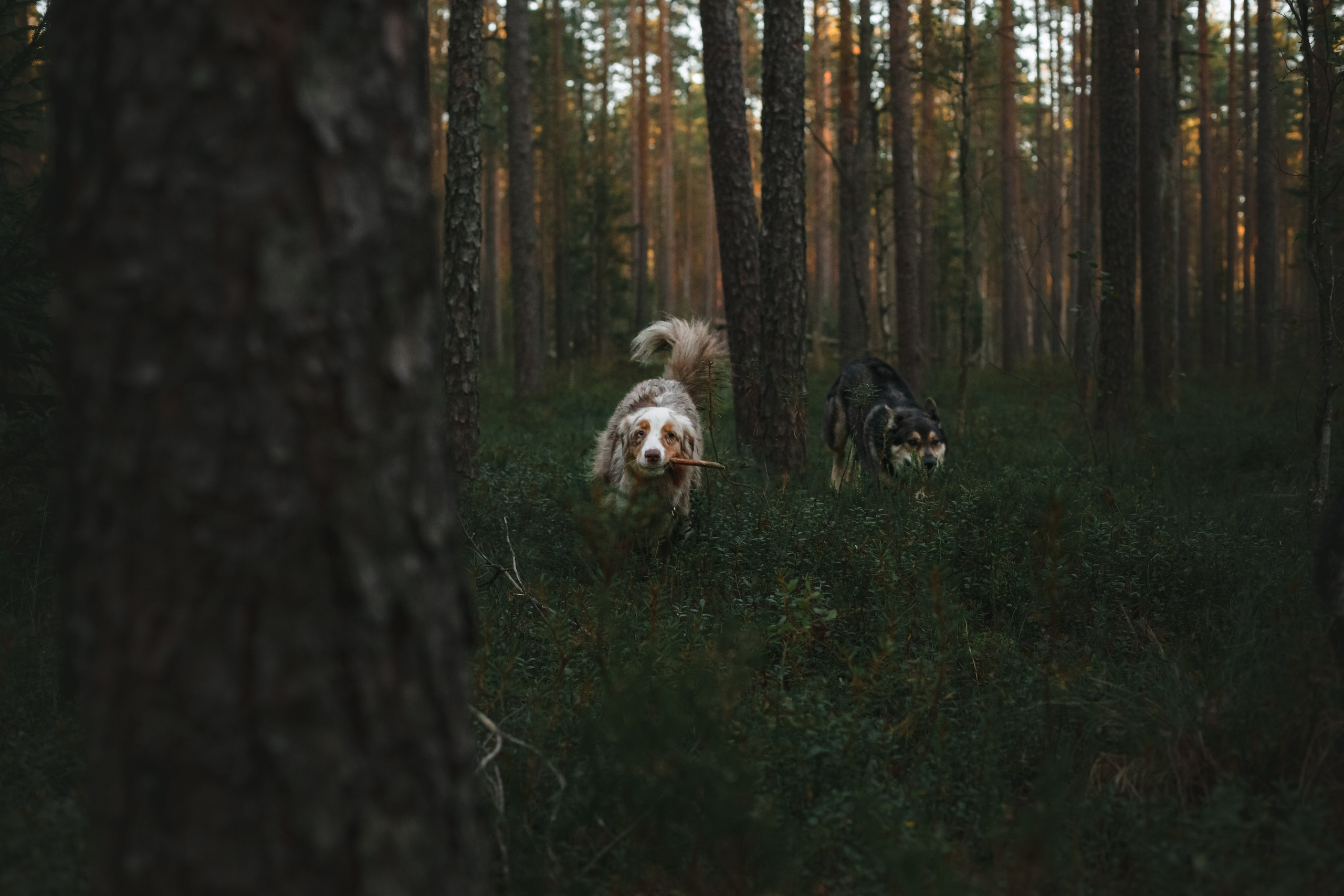 Фотопрогулка в Ленобласти. Фотограф-анималист Татьяна Степанова