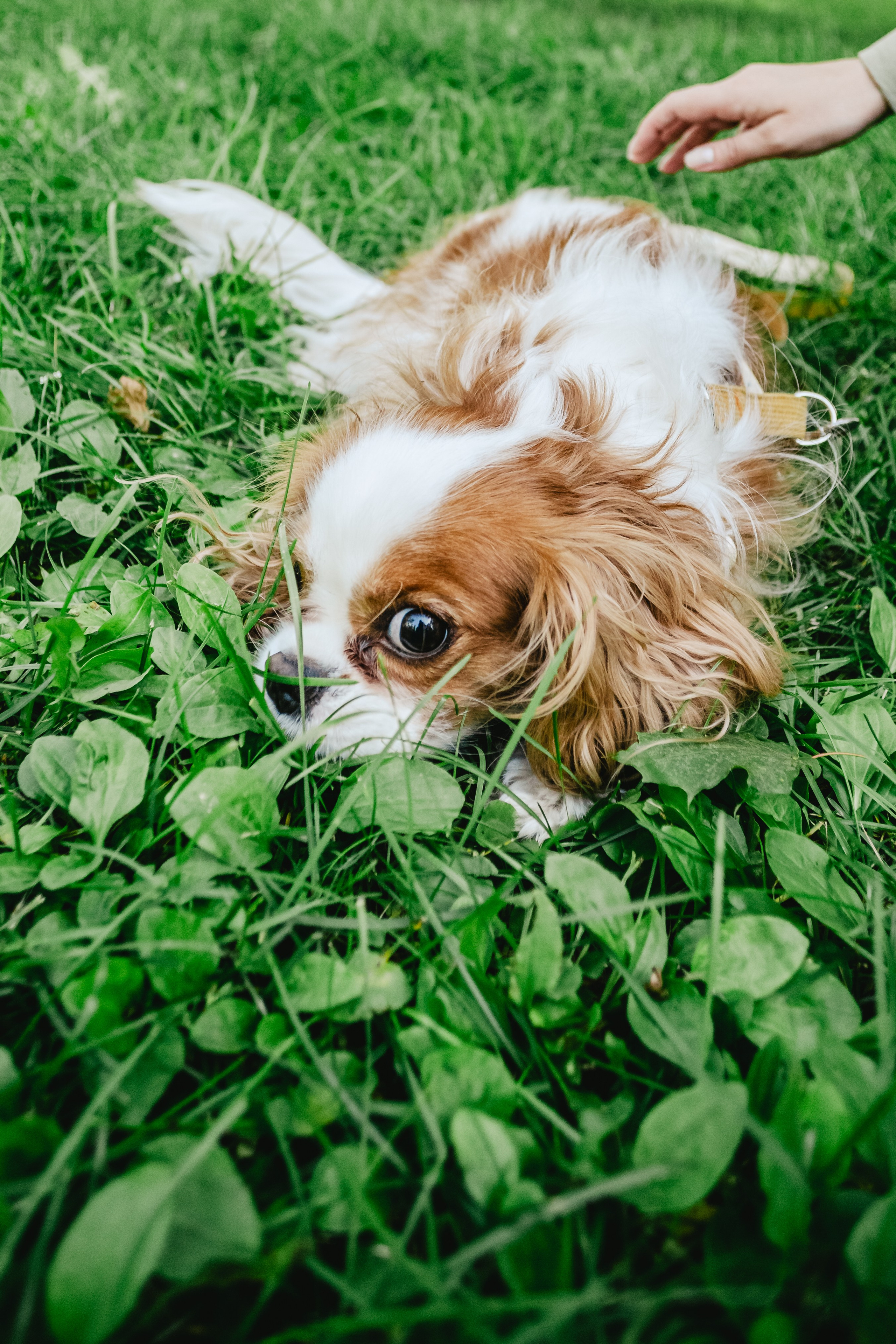 Фотопрогулка на бульваре. Фотограф-анималист Татьяна Степанова
