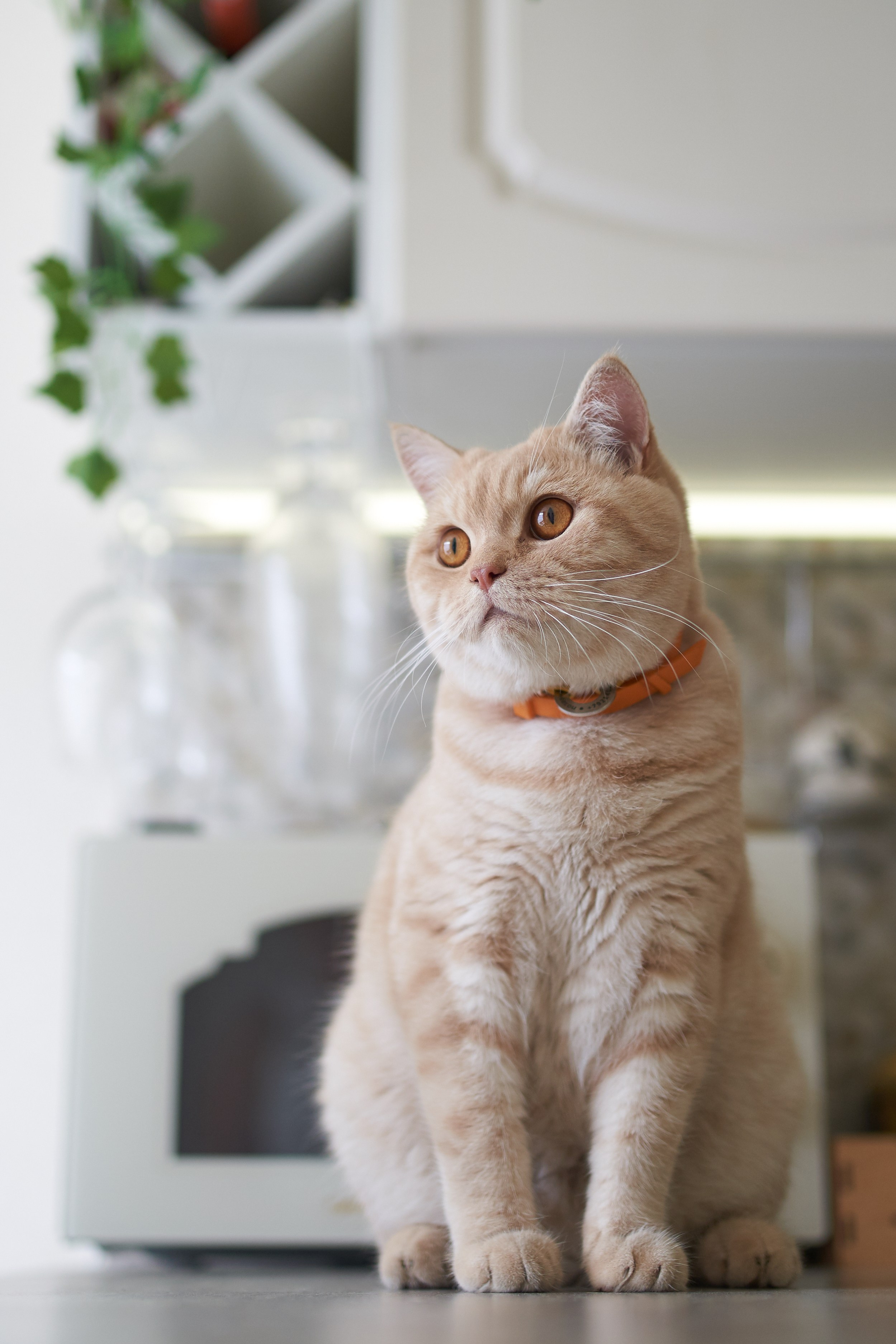 Фотосессия кота. Мужская фотосессия в СПб|Ирина Курманаева