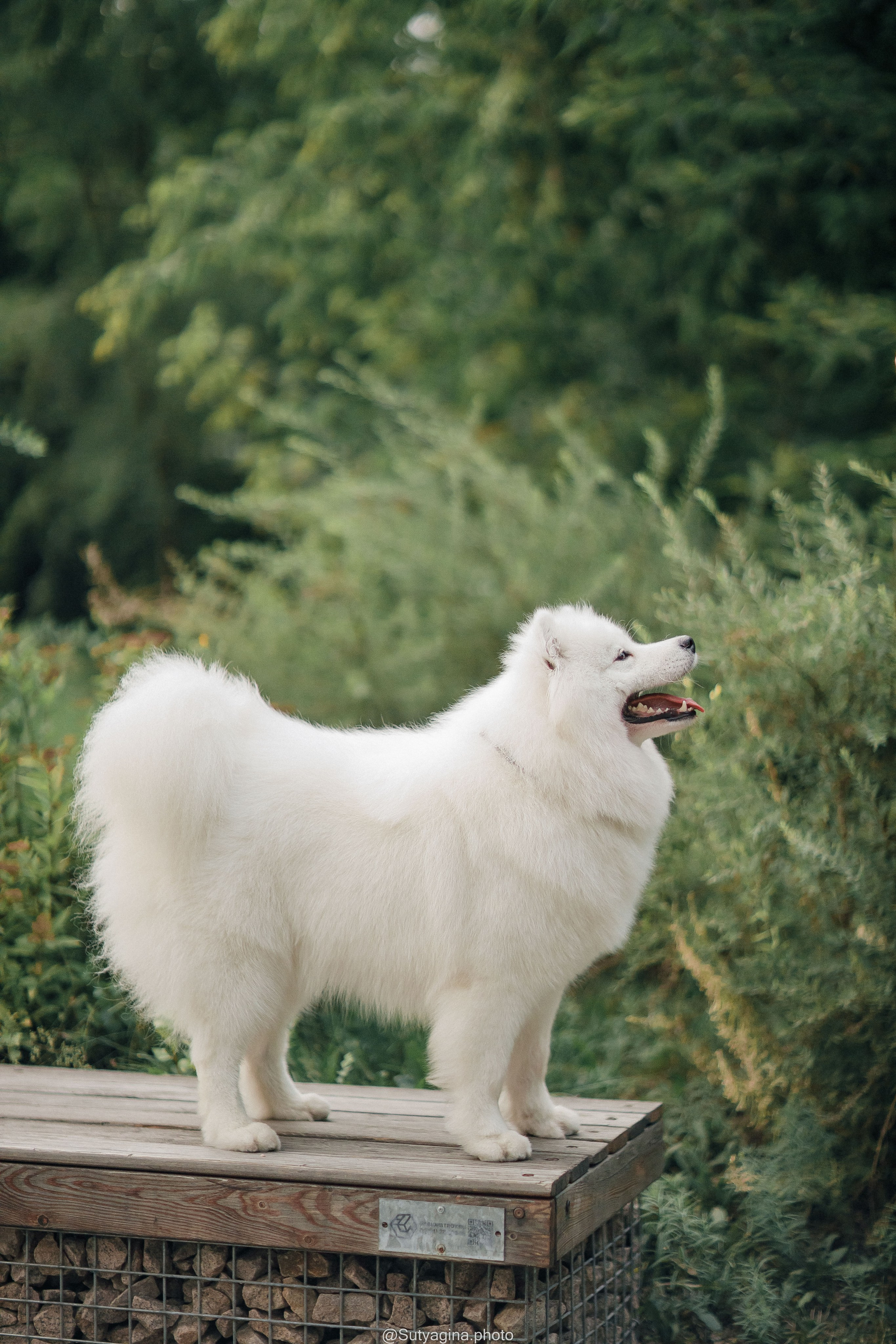Самоед Рея. Свадебный и женский фотограф