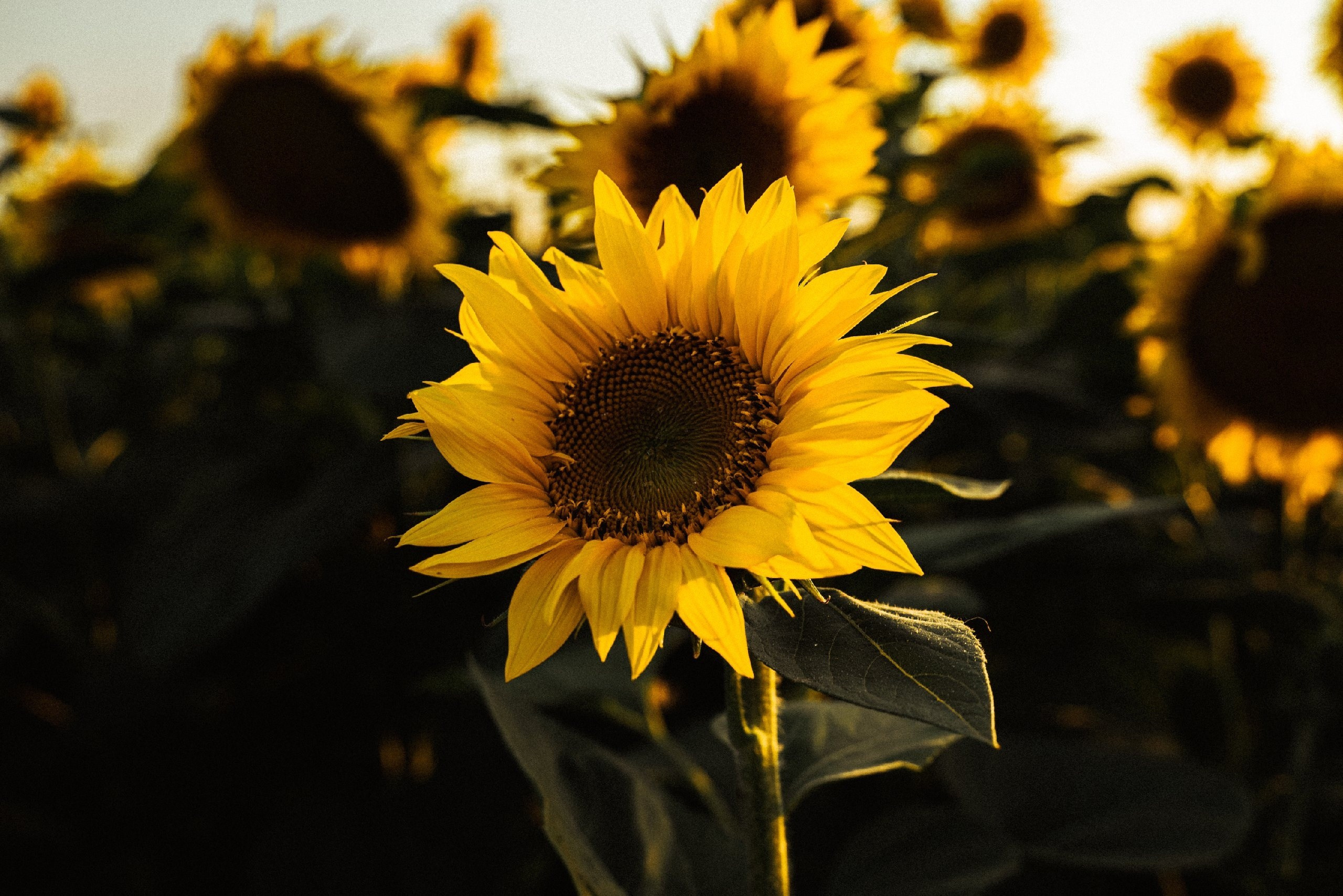 Семейная фотосессия с детьми в поле подсолнухов. Фотограф Ессентуки в Ессентуках КМВ Лиза Фефлер