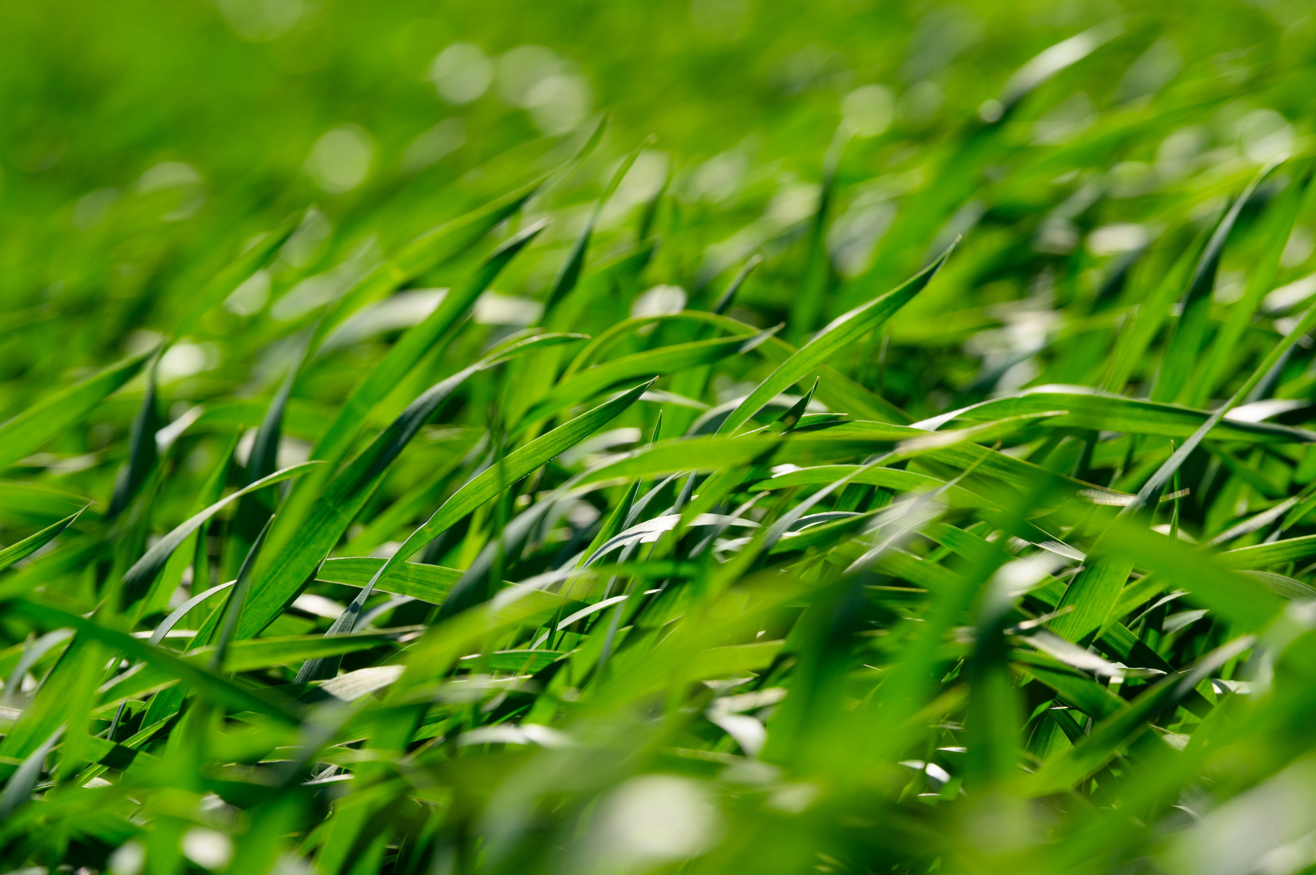 Проекты. Профессиональный фотограф Вячеслав Плацында | Липецк |