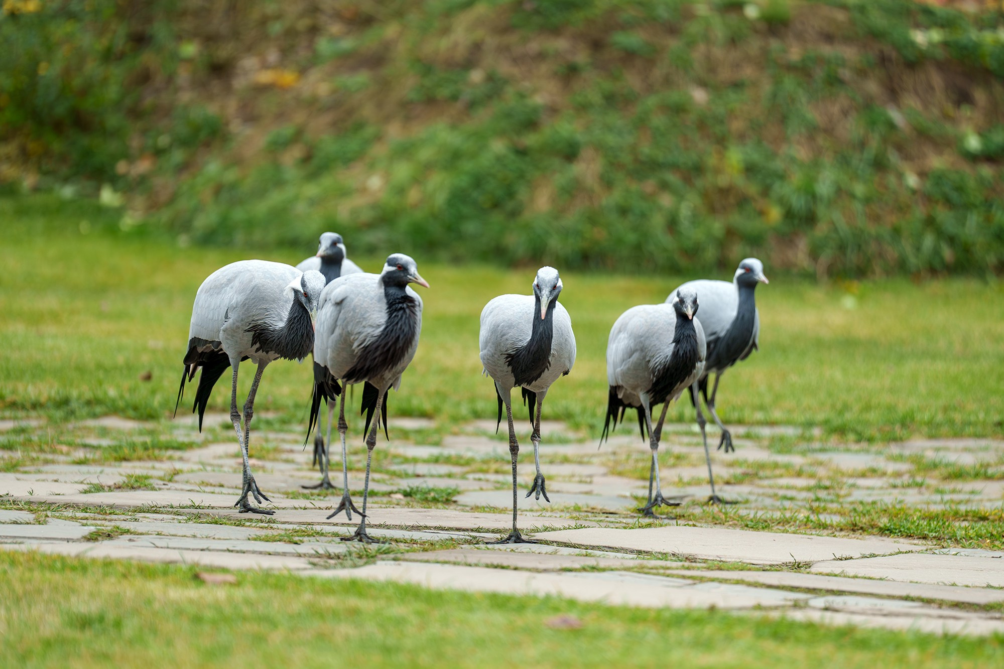 Удивительные мир птиц. Вокруг нас столько прекрасного — присмотритесь!. Ваш личный фотограф Марина Волкова
