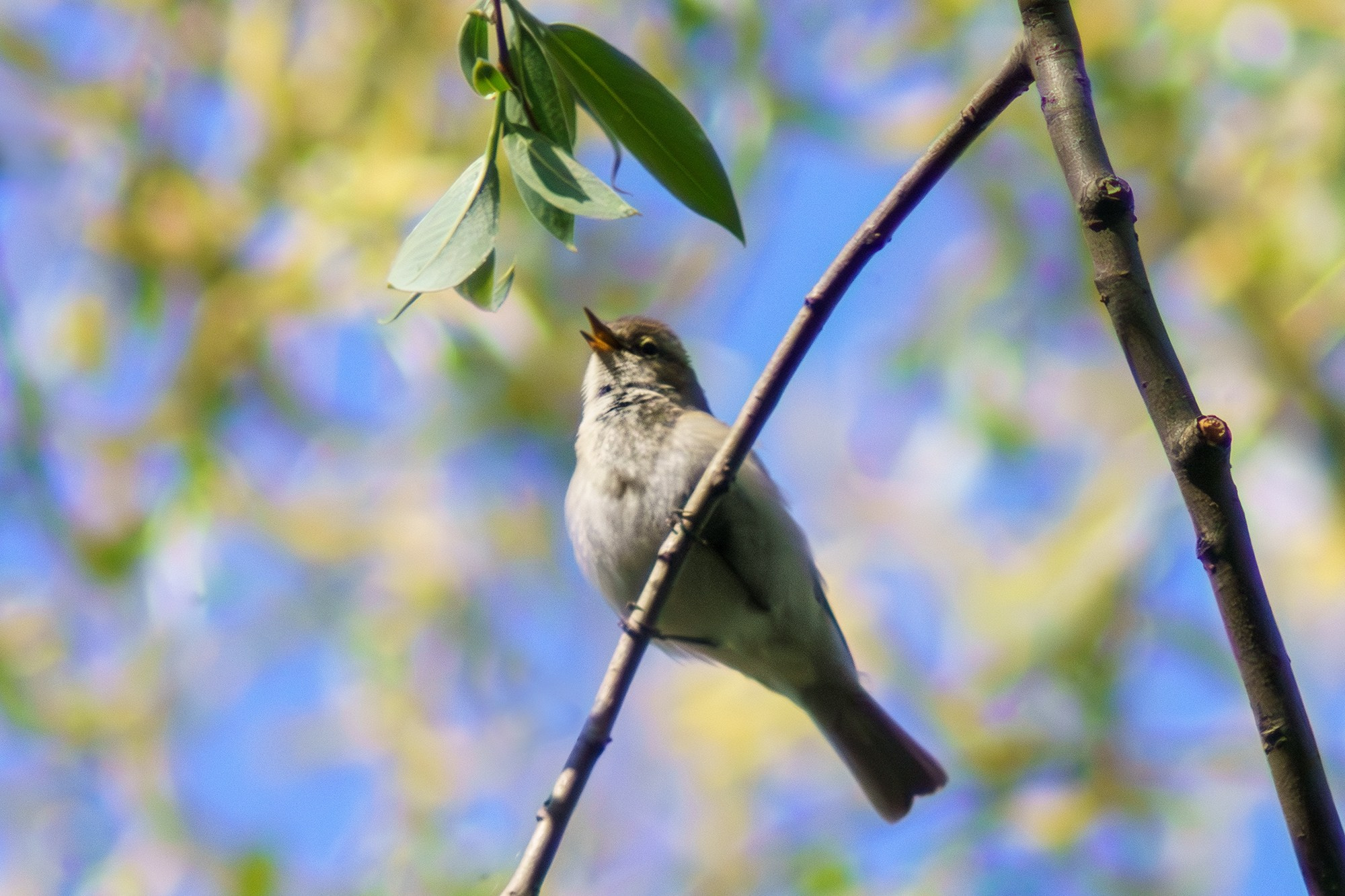 Удивительные мир птиц. Вокруг нас столько прекрасного — присмотритесь!. Ваш личный фотограф Марина Волкова