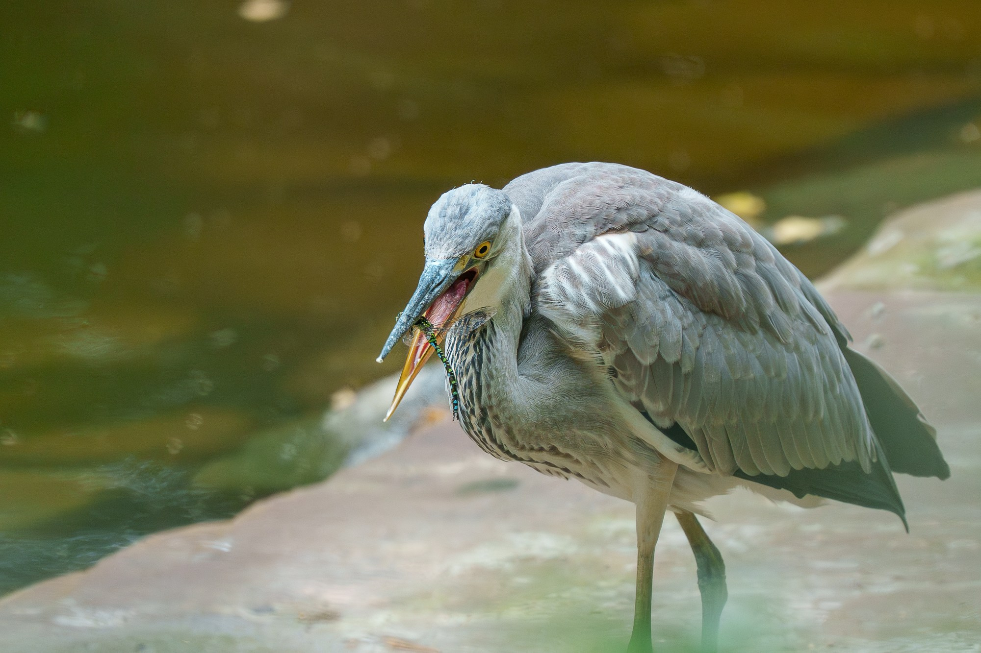 Удивительные мир птиц. Вокруг нас столько прекрасного — присмотритесь!. Ваш личный фотограф Марина Волкова