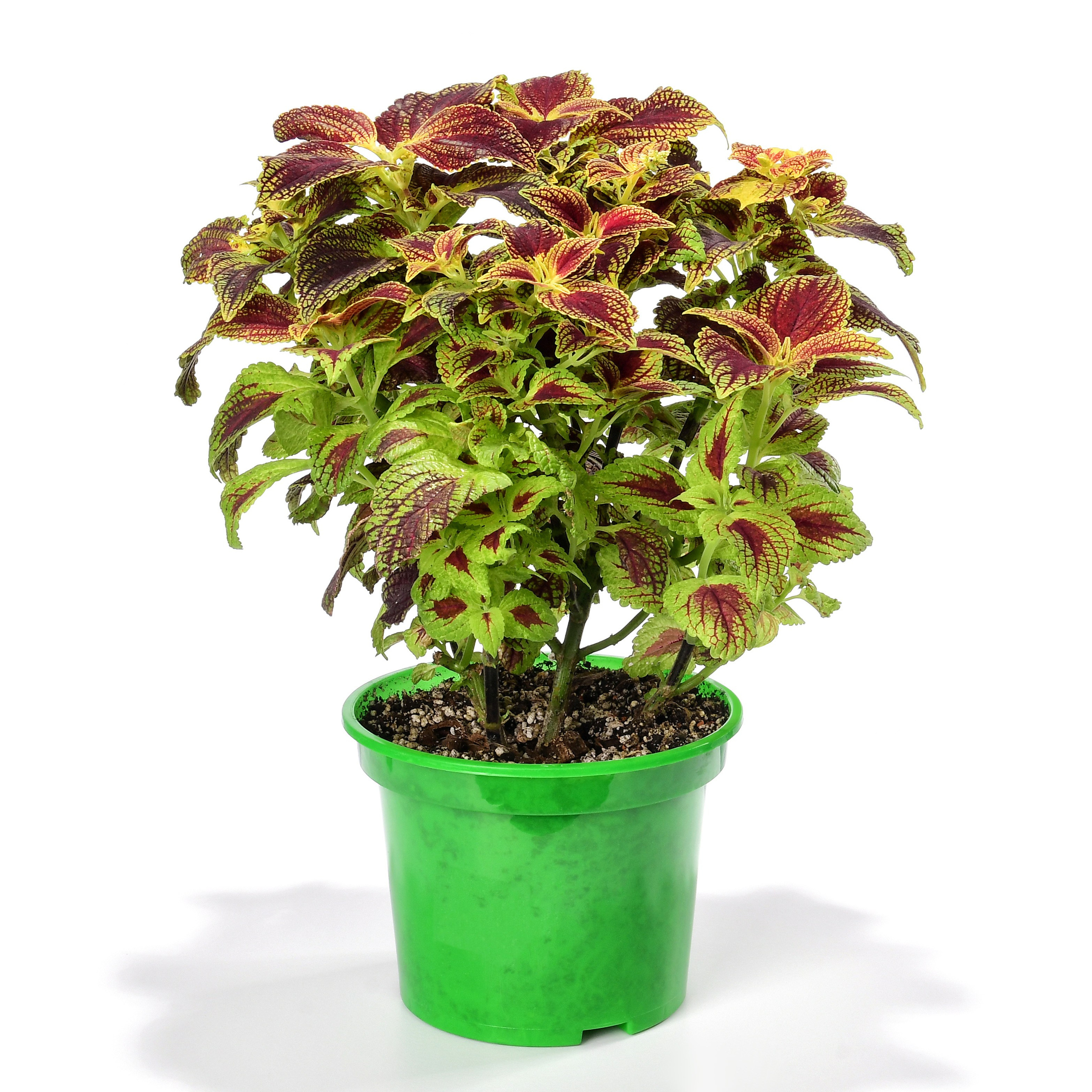 комнатное растение колеус в зеленом горшке на еблом фоне с тенью