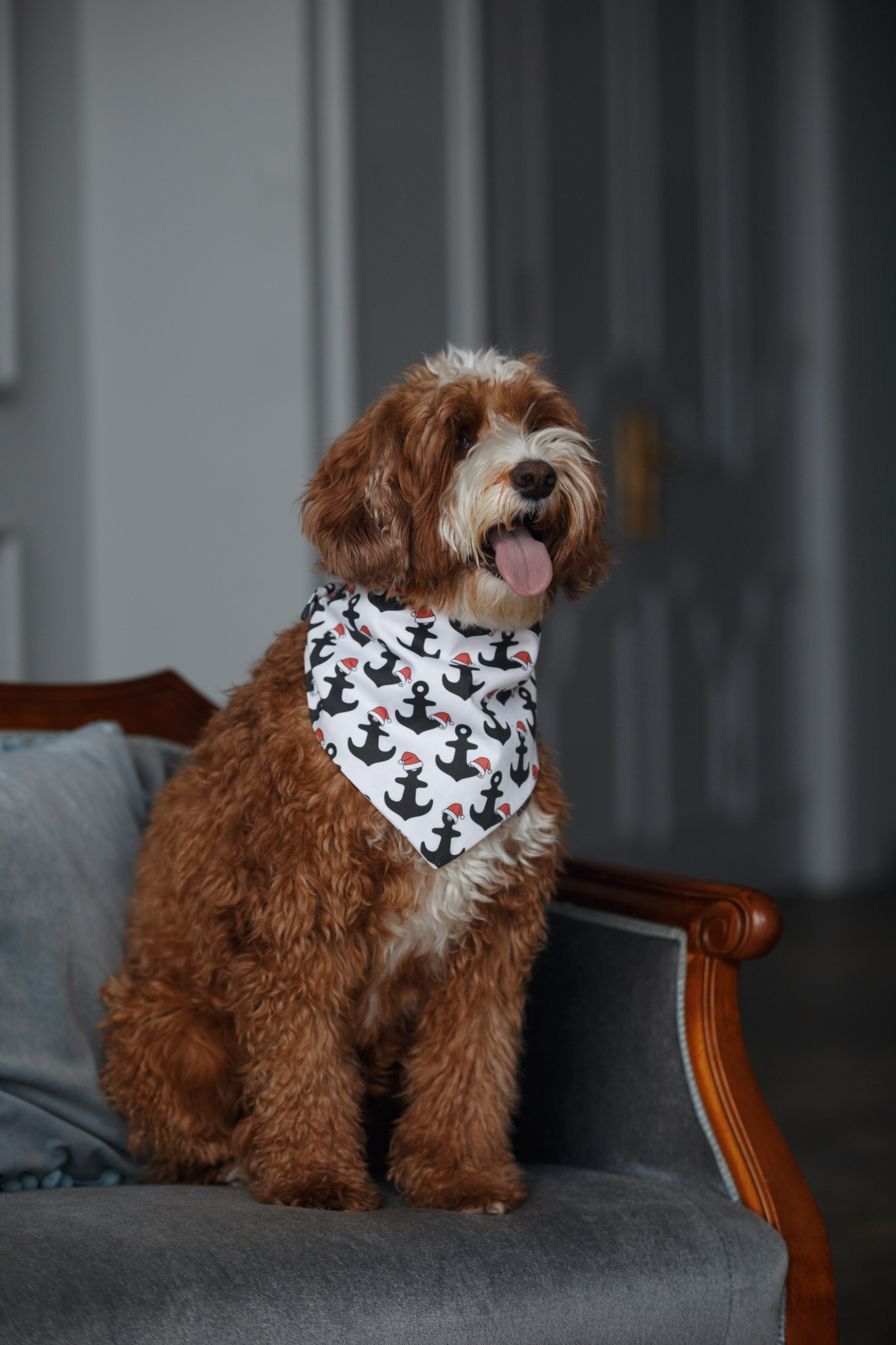 Bmbh лежанки и адресники. Фотограф анималист Кристина Карпова, Москва