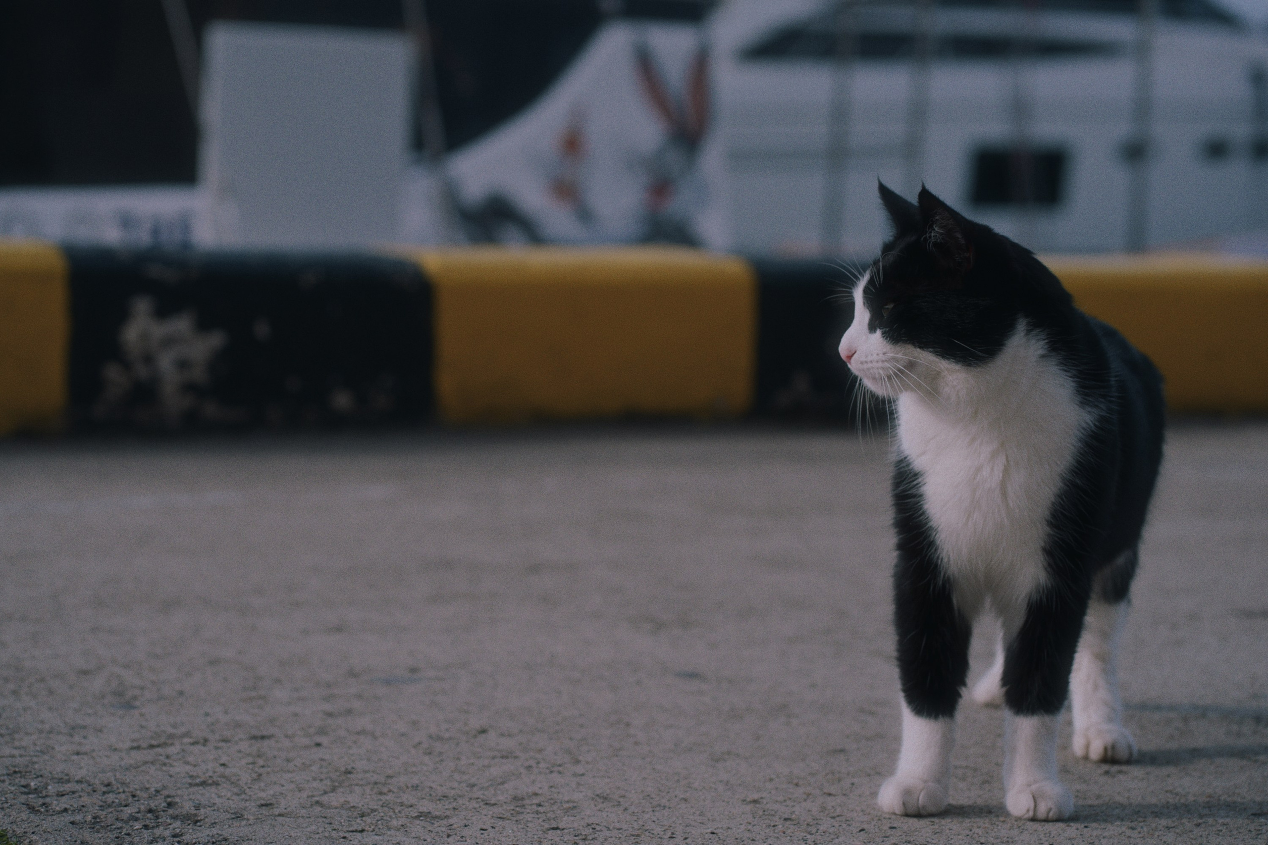 Sochi port (cats). Фотограф Юрин Евгений