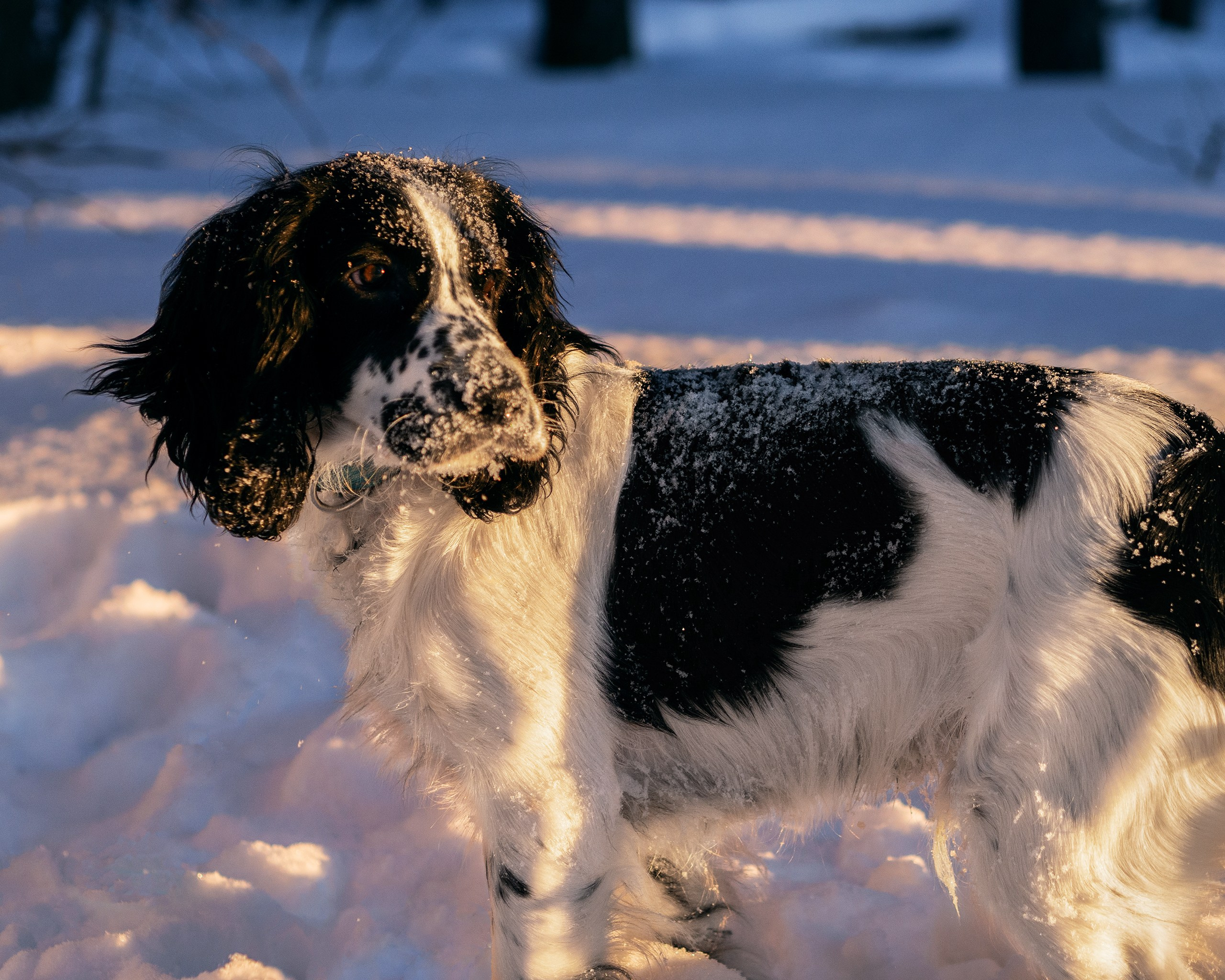 Саша и Стив