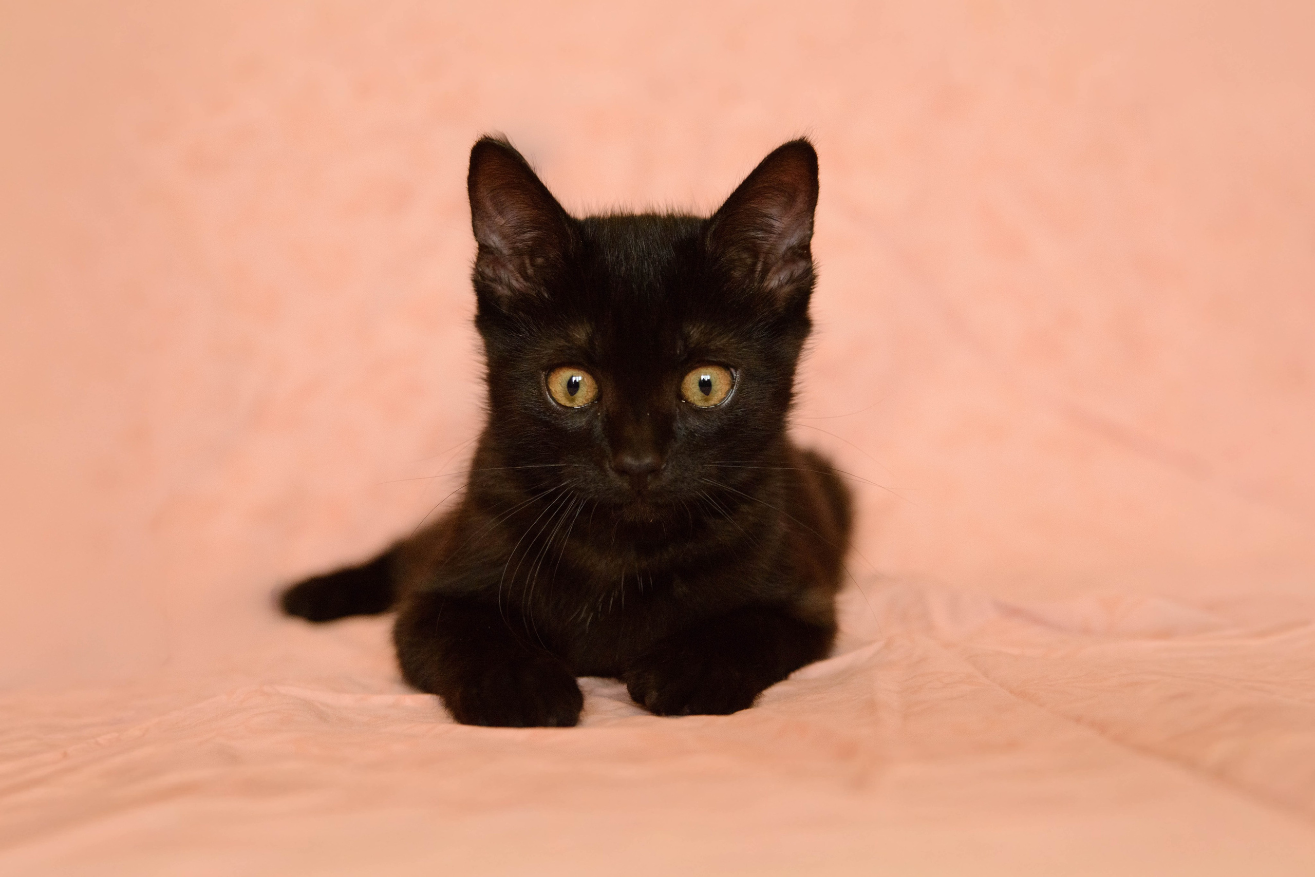 Котёнок. Фотосессии
