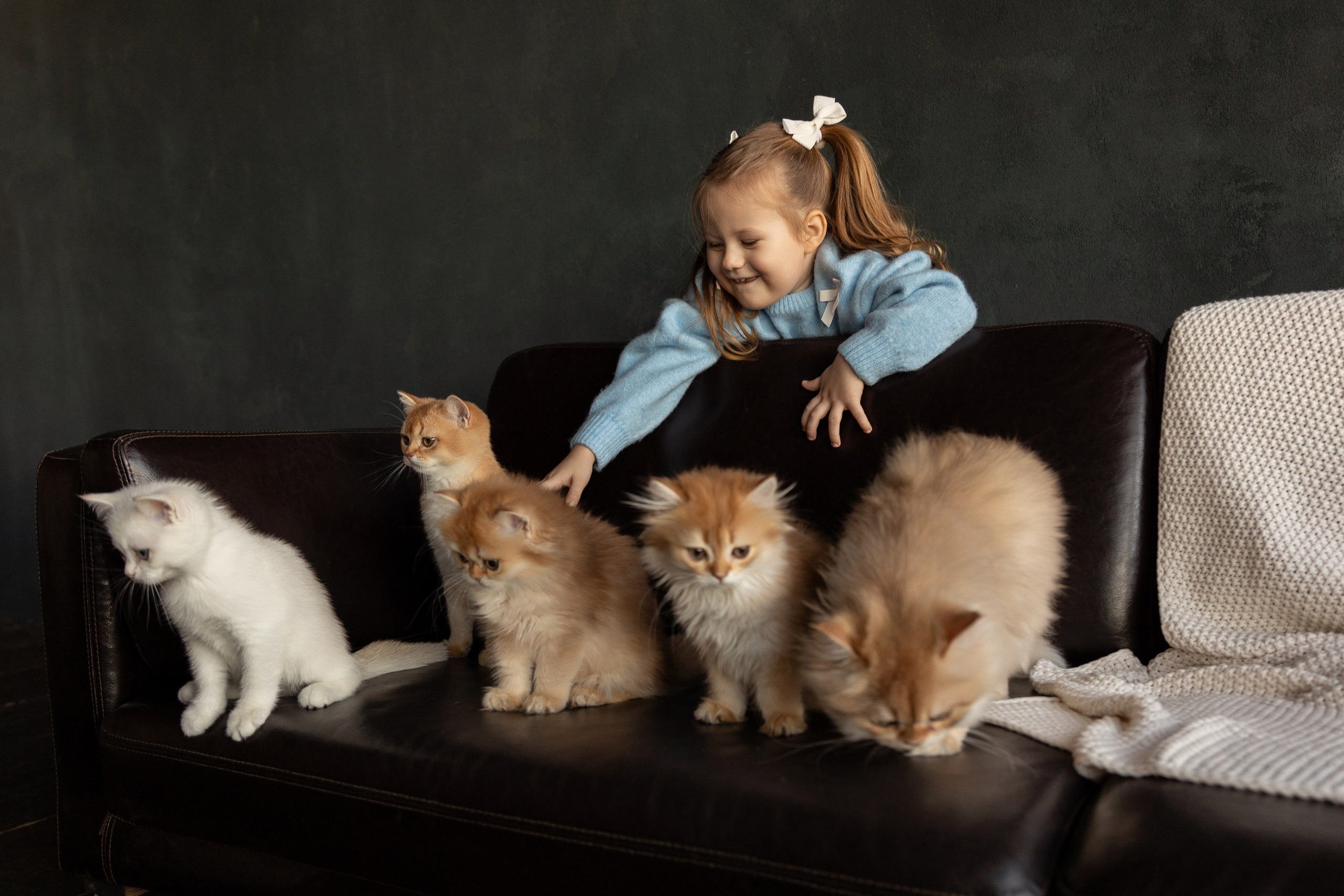 Фотосессия с котятами. Семейный и свадебный фотограф в Санкт-Петербурге Татьяна Швыкова