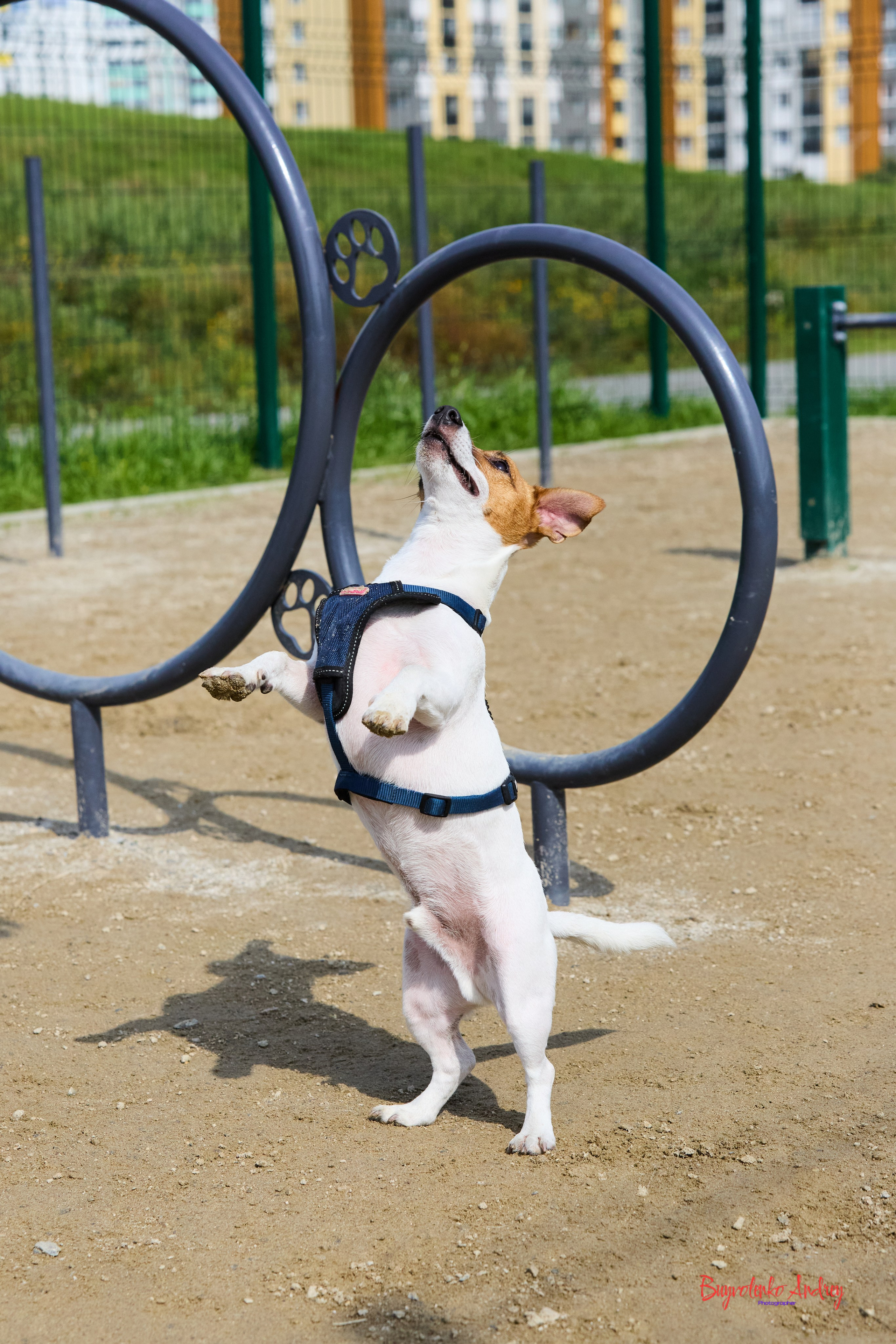 Проект фотопрогулка с хвостиком. Buyvolenko Andrey