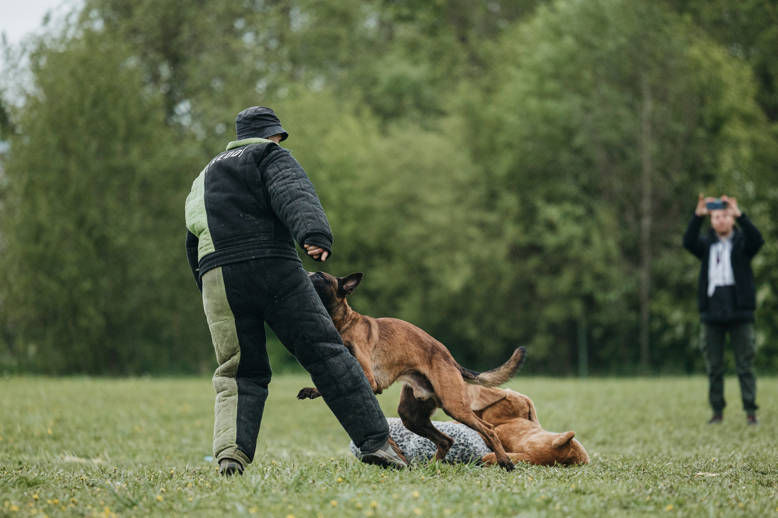 26.05.25 г. Пушкин квалификационные соревнования. Фотограф-анималист Анна Маринич