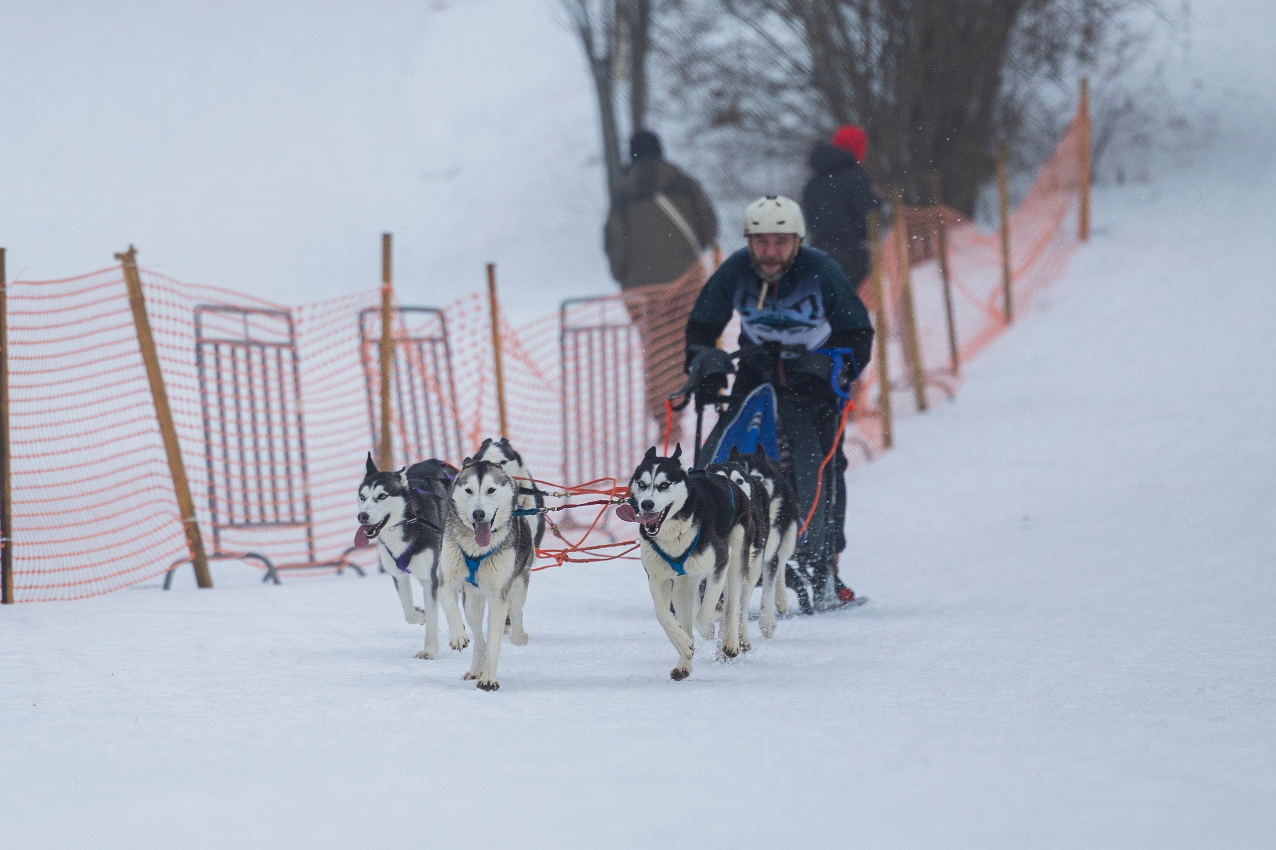 Зимний Чемпионат Санкт-Петербурга по ездовому спорту. Фотограф-анималист Анна Маринич
