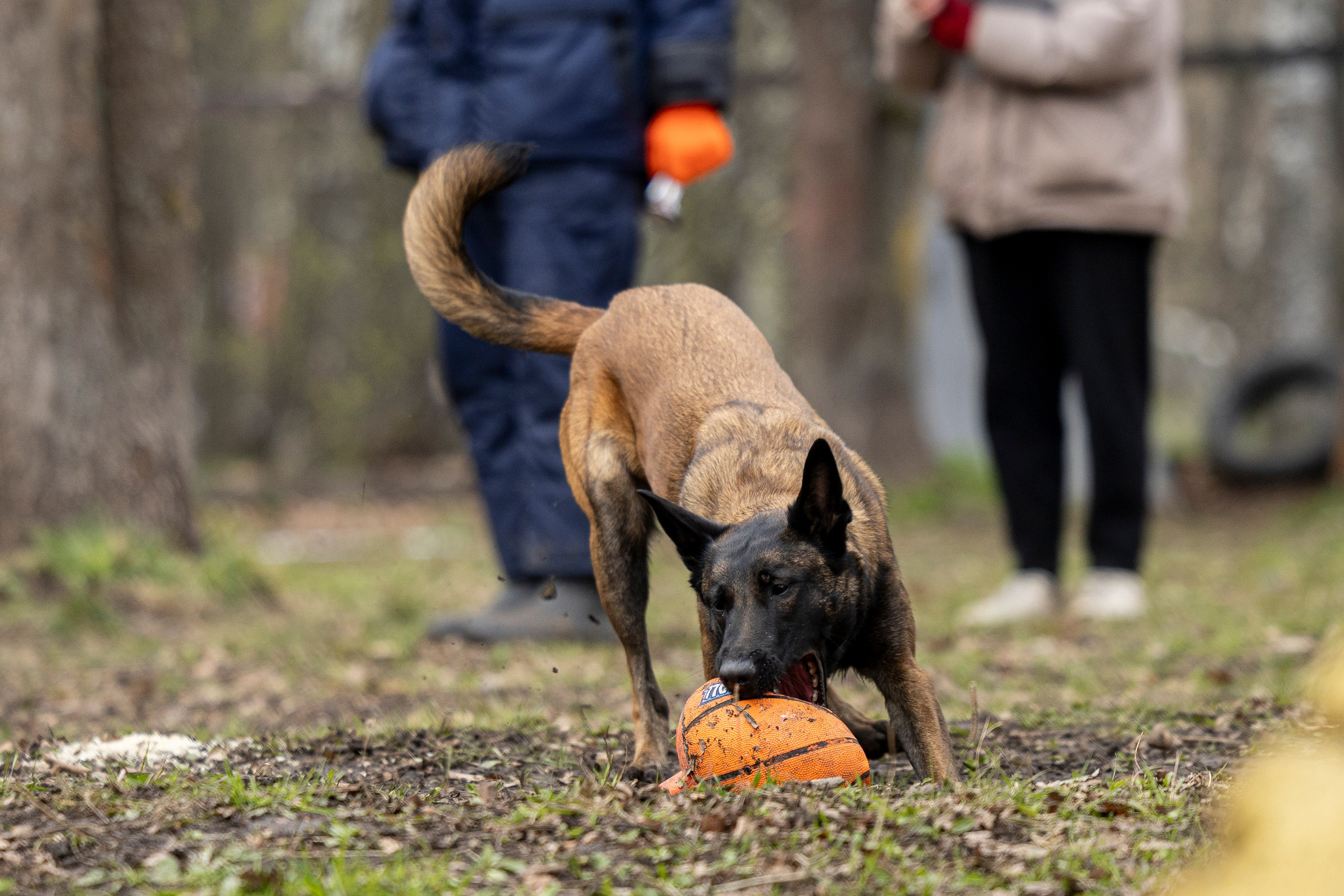 Квалификационные состязания по мондьорингу г. Вологда 11.05.24. Фотограф-анималист Анна Маринич