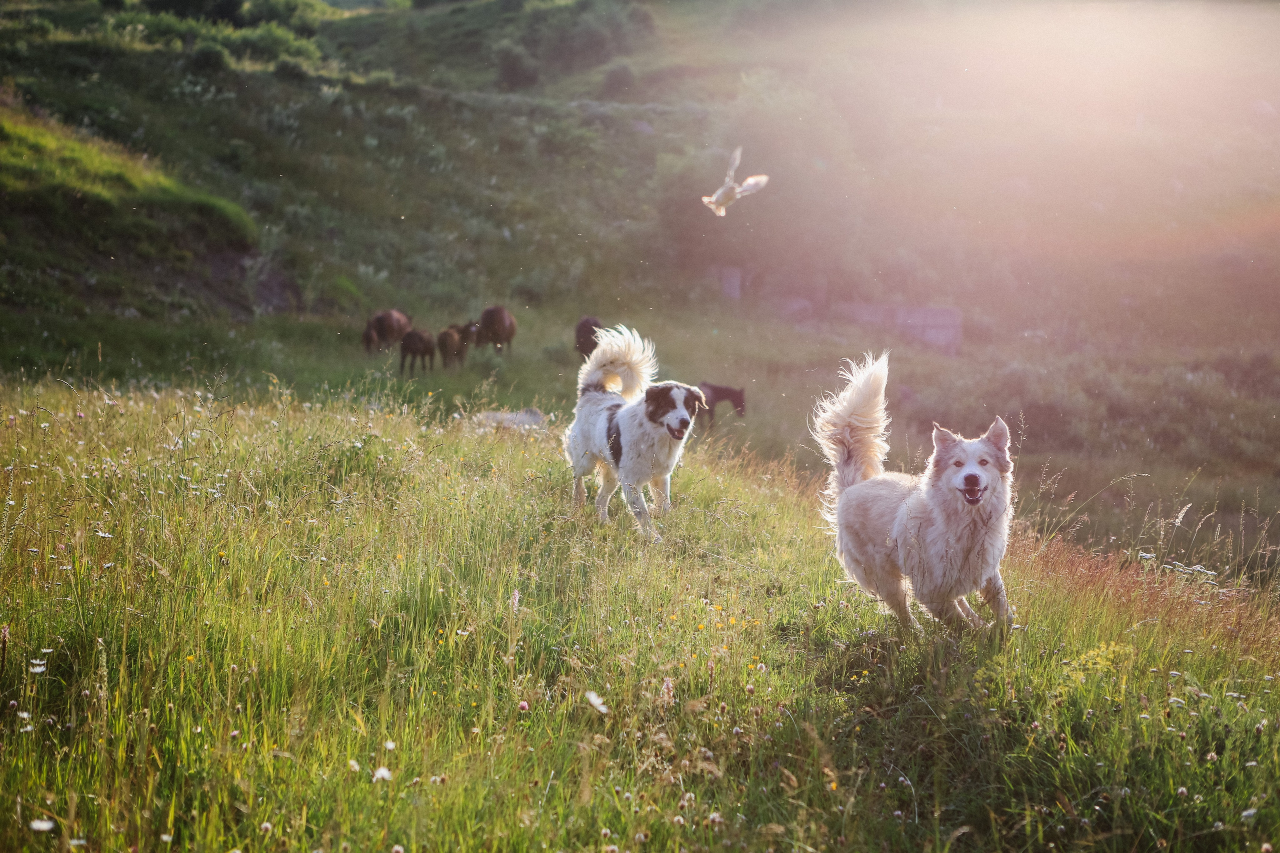 Пресс-тур для Неизвестного Кавказа. Свадебный и портретный фотограф в Пятигорске, КМВ — Власова Юля