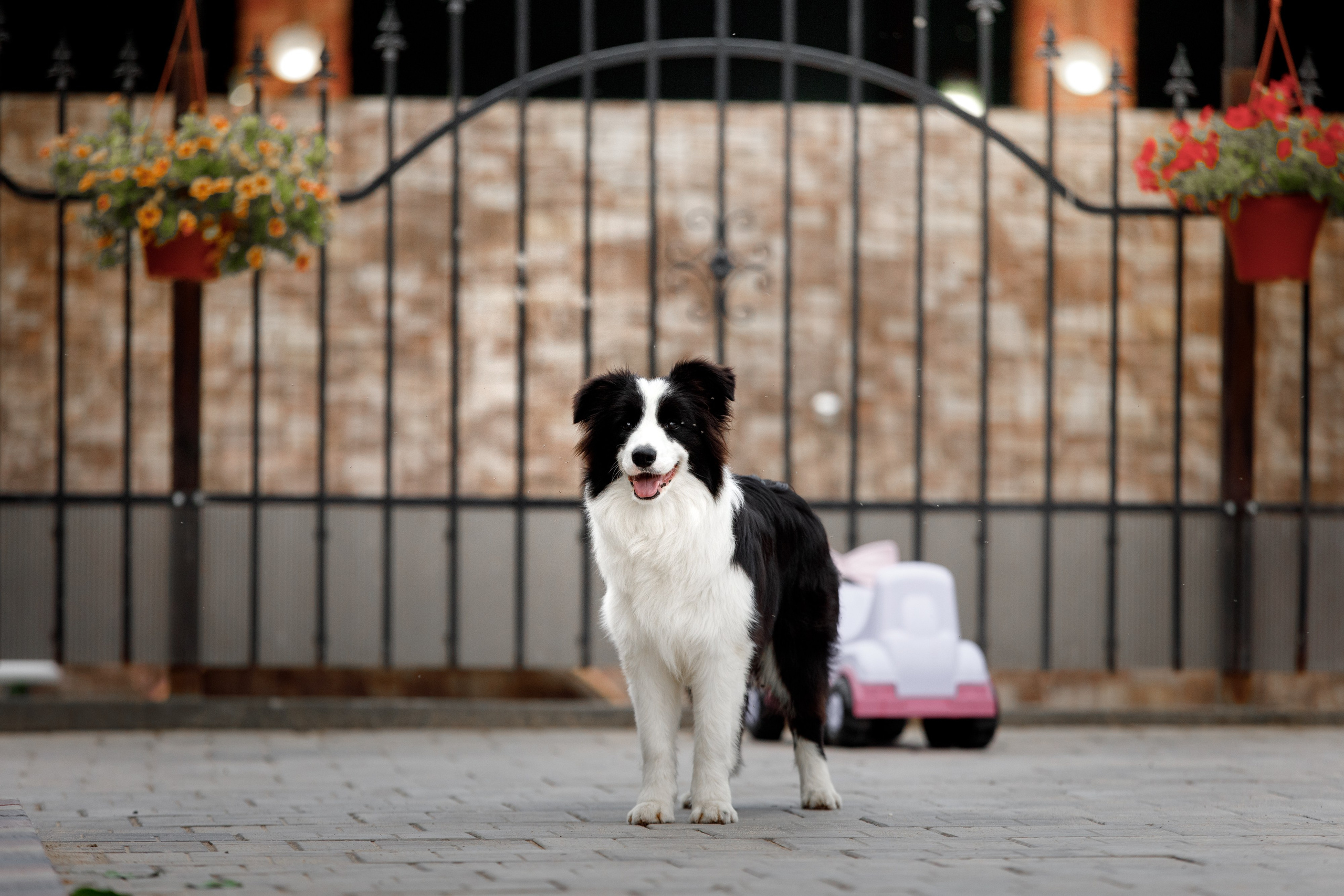 Болтовня в саду. О нас