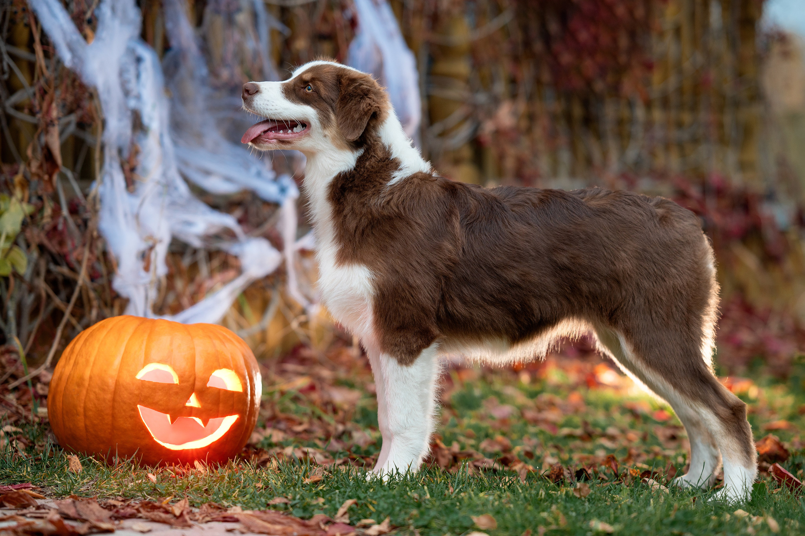 Halloween. Творческий фотограф Вологда