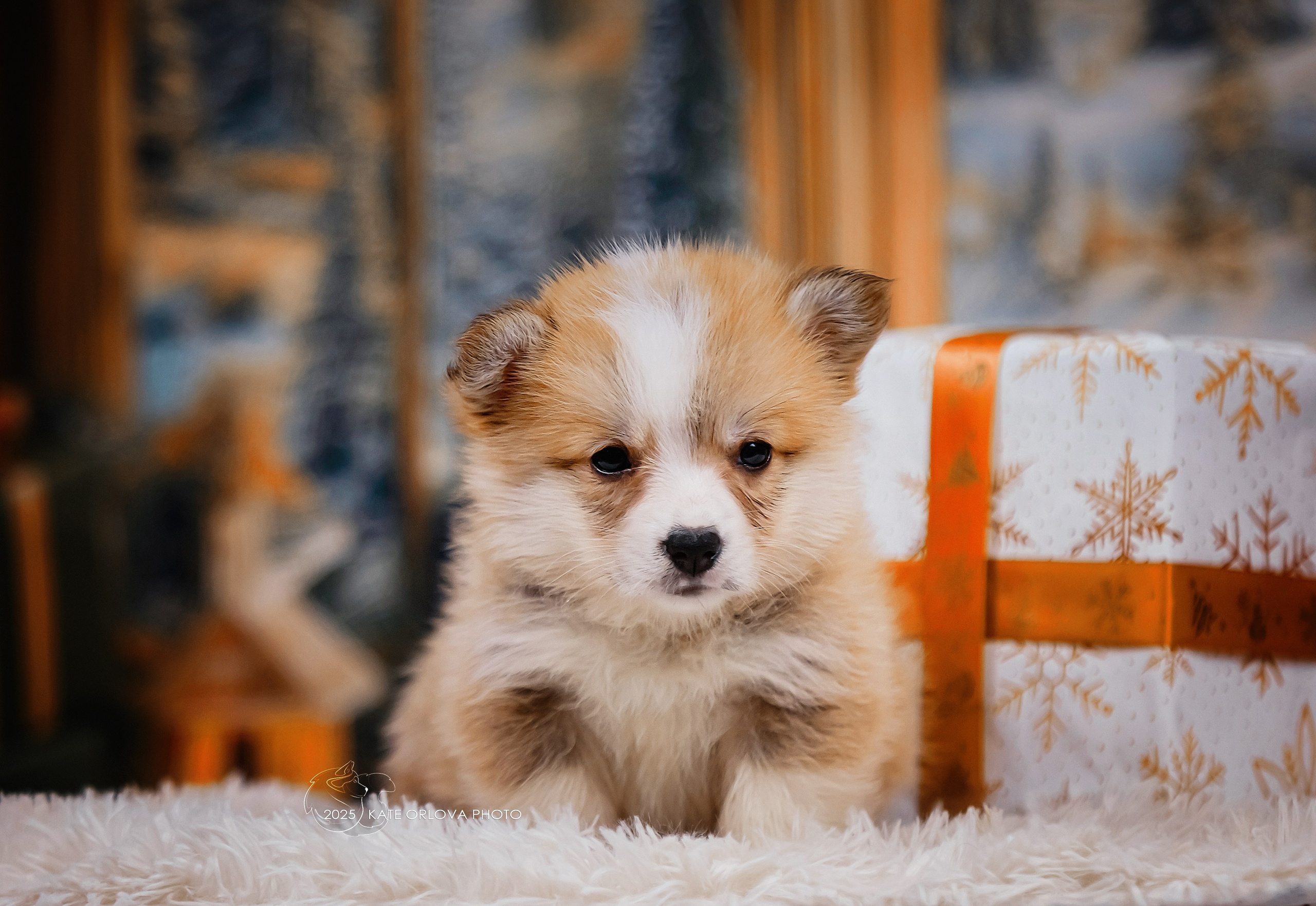 А — Кола и Цесей. Kawaii Kuma питомник собак пород Корги пемброк, Акита ину, Сиба