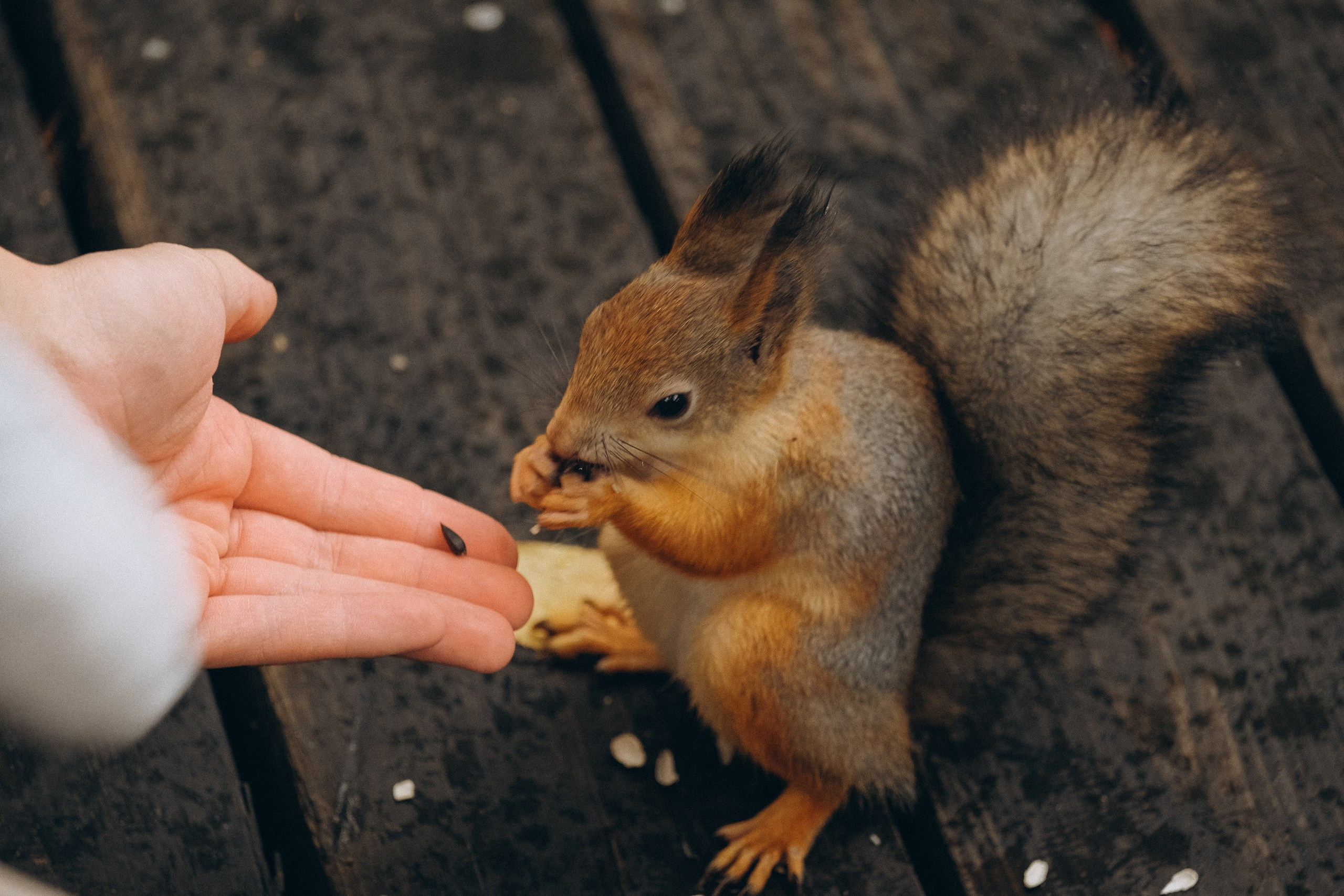 День рождения малышки. Профессиональный фотограф, Санкт-Петербург — Виктория Богомолова