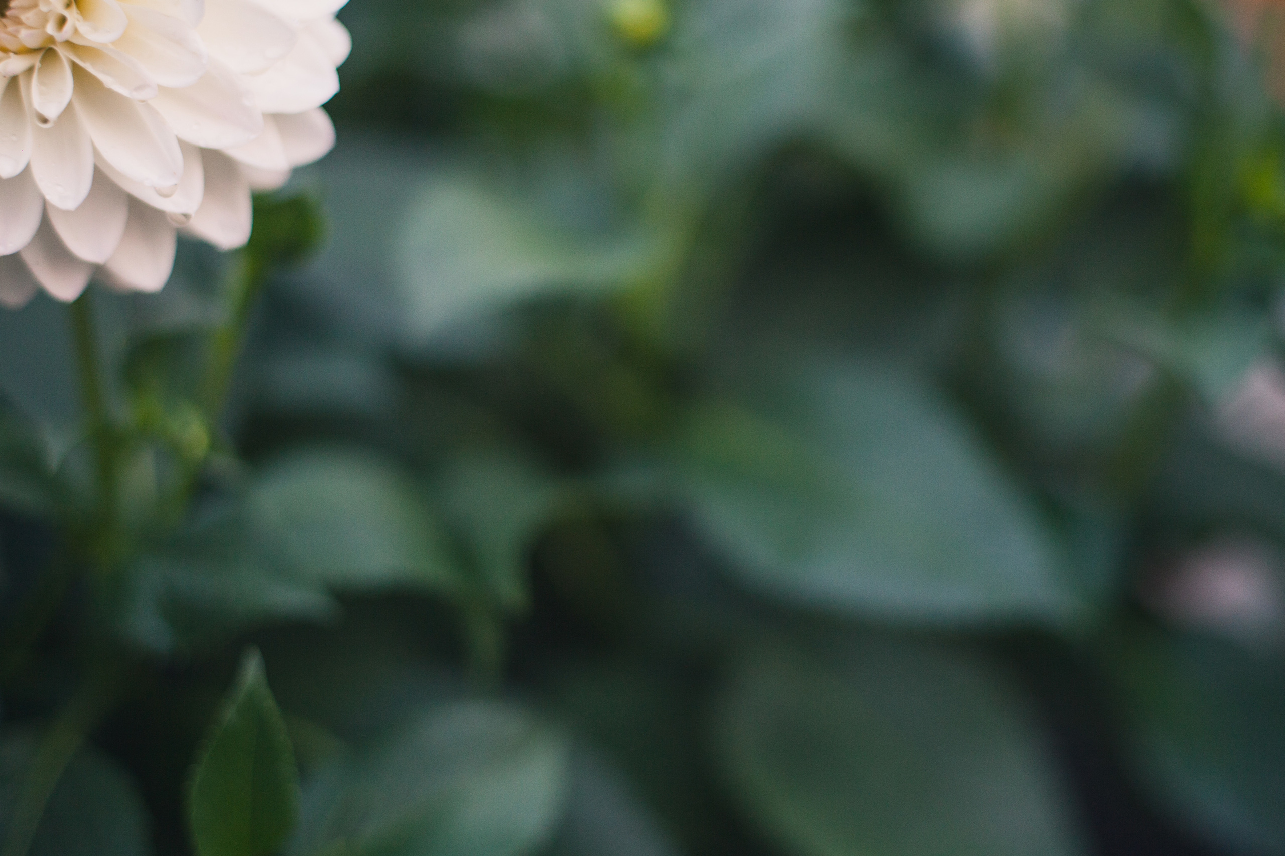 Garden sketches, 2017. Photographer in Serbia Azaliia Fomina