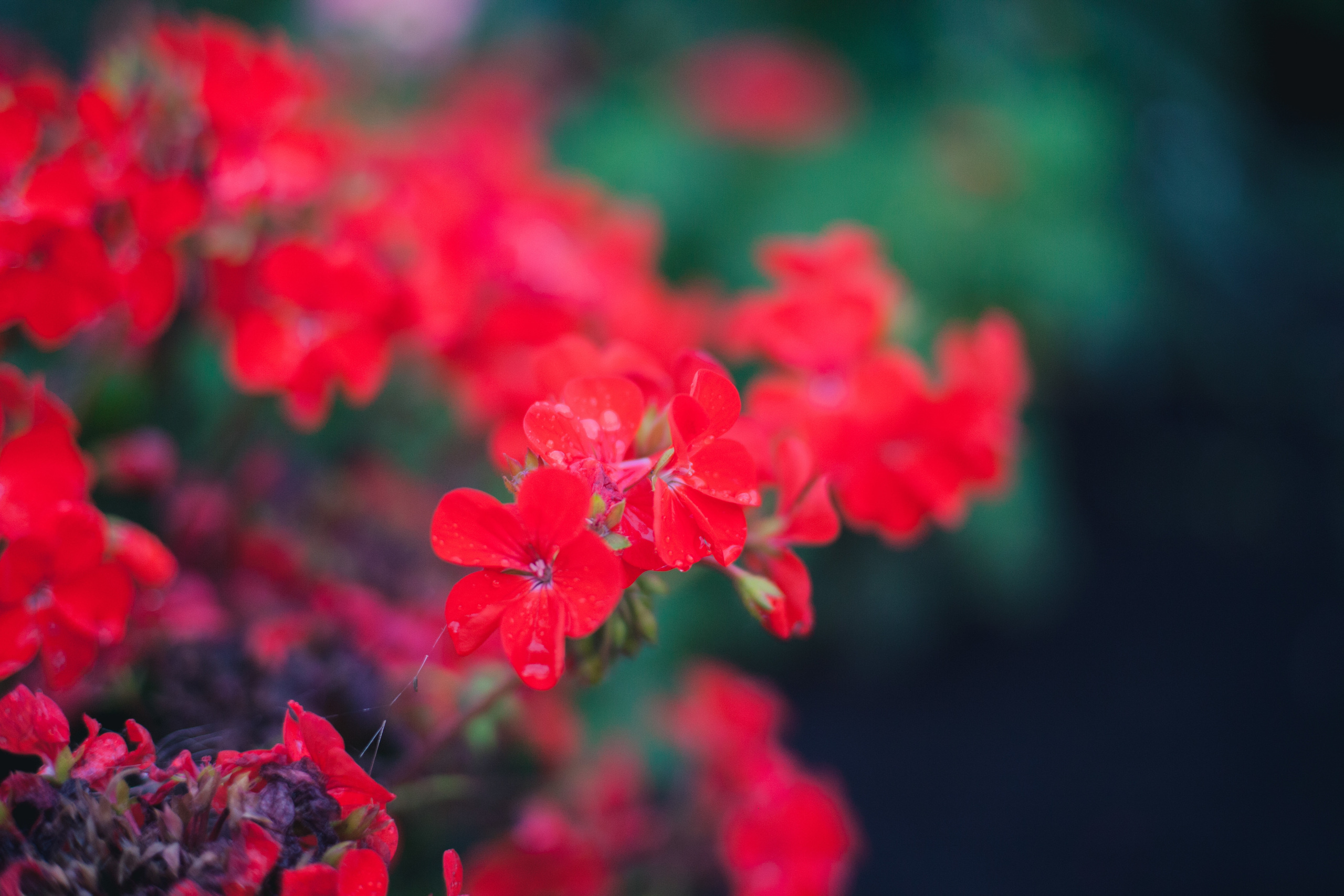 Garden sketches, 2017. Photographer in Serbia Azaliia Fomina