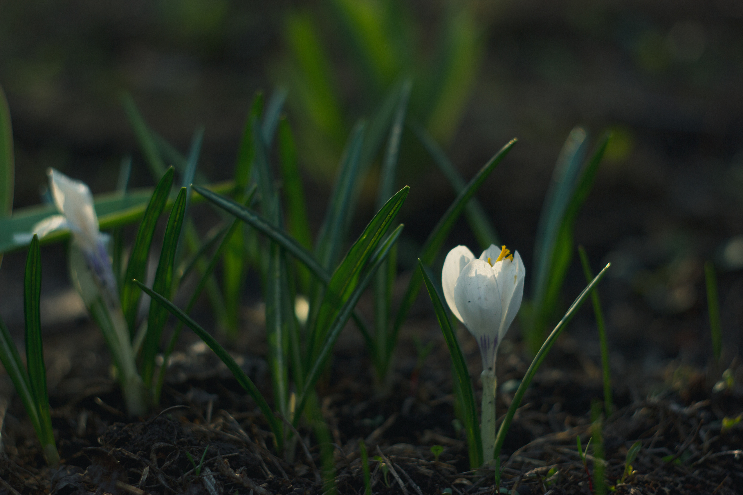 Garden sketches, 2017. Photographer in Serbia Azaliia Fomina