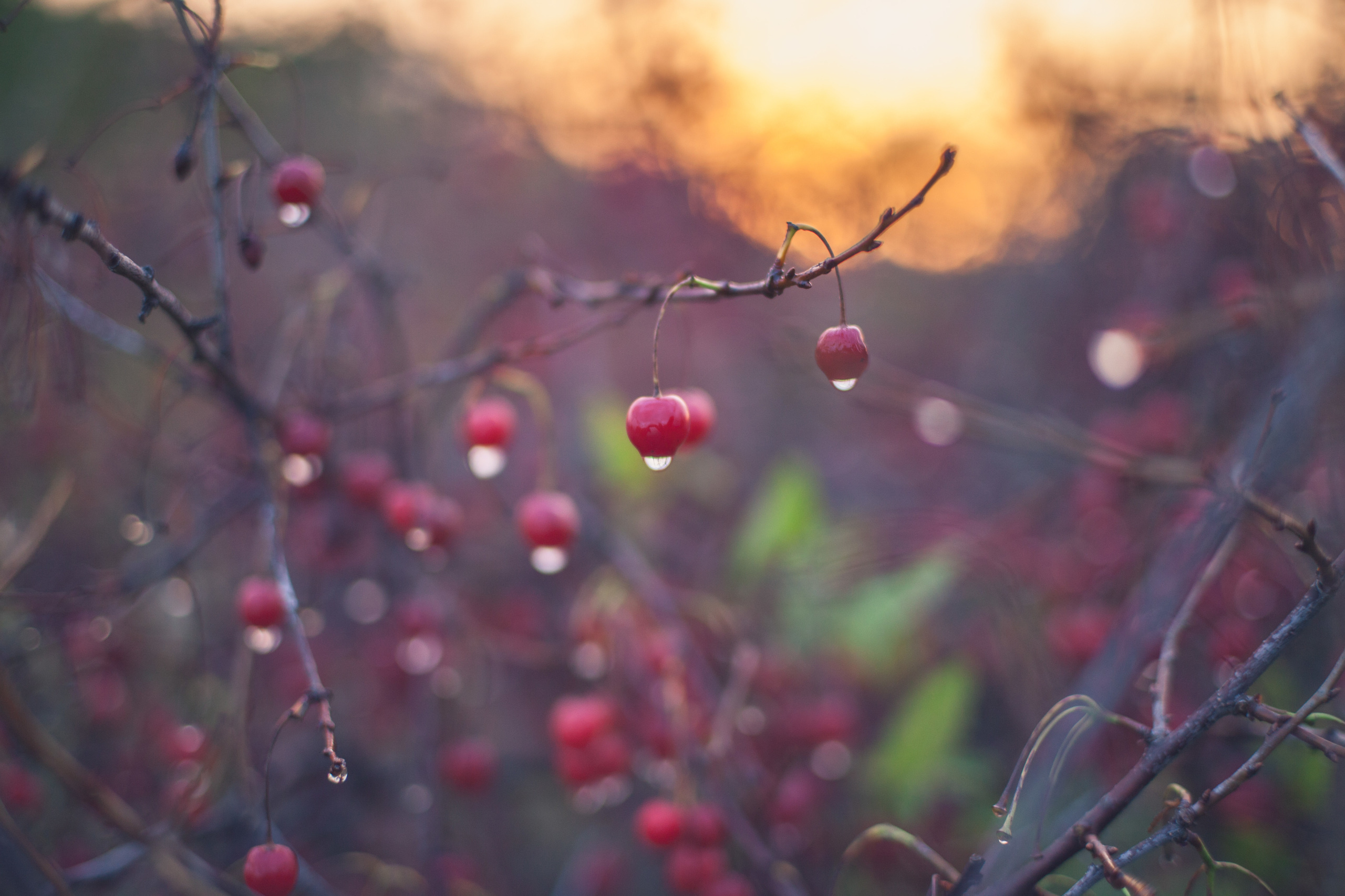 Garden sketches, 2017. Photographer in Serbia Azaliia Fomina