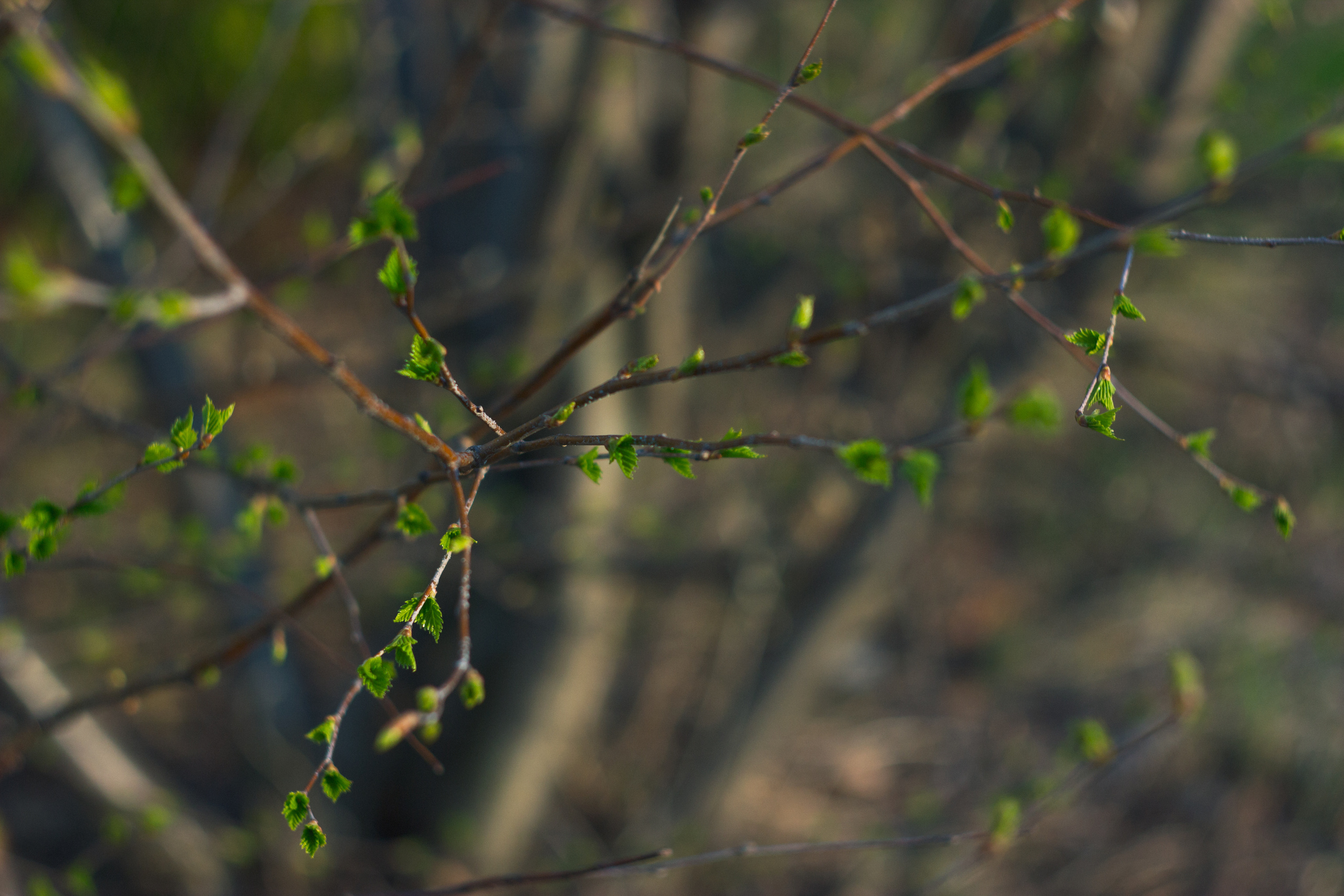 Garden sketches, 2017. Photographer in Serbia Azaliia Fomina
