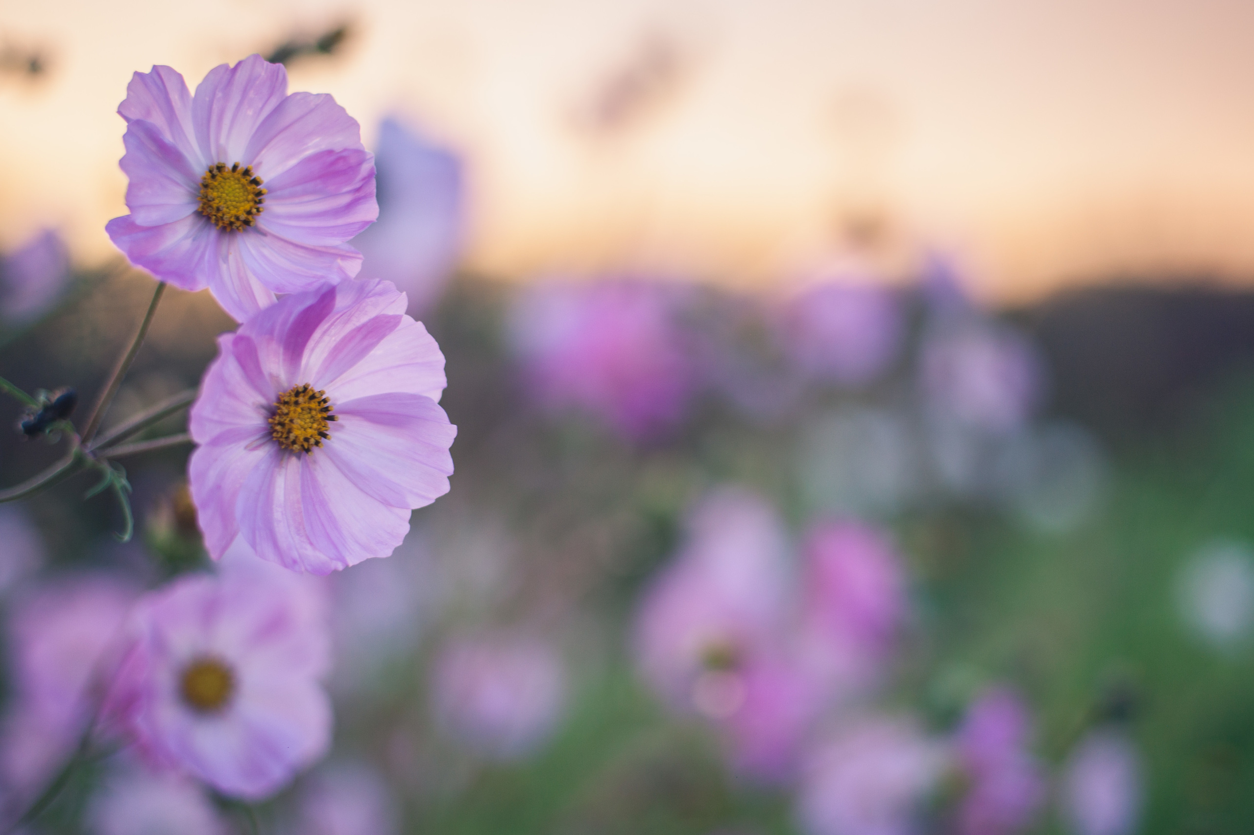 Garden sketches, 2017. Photographer in Serbia Azaliia Fomina