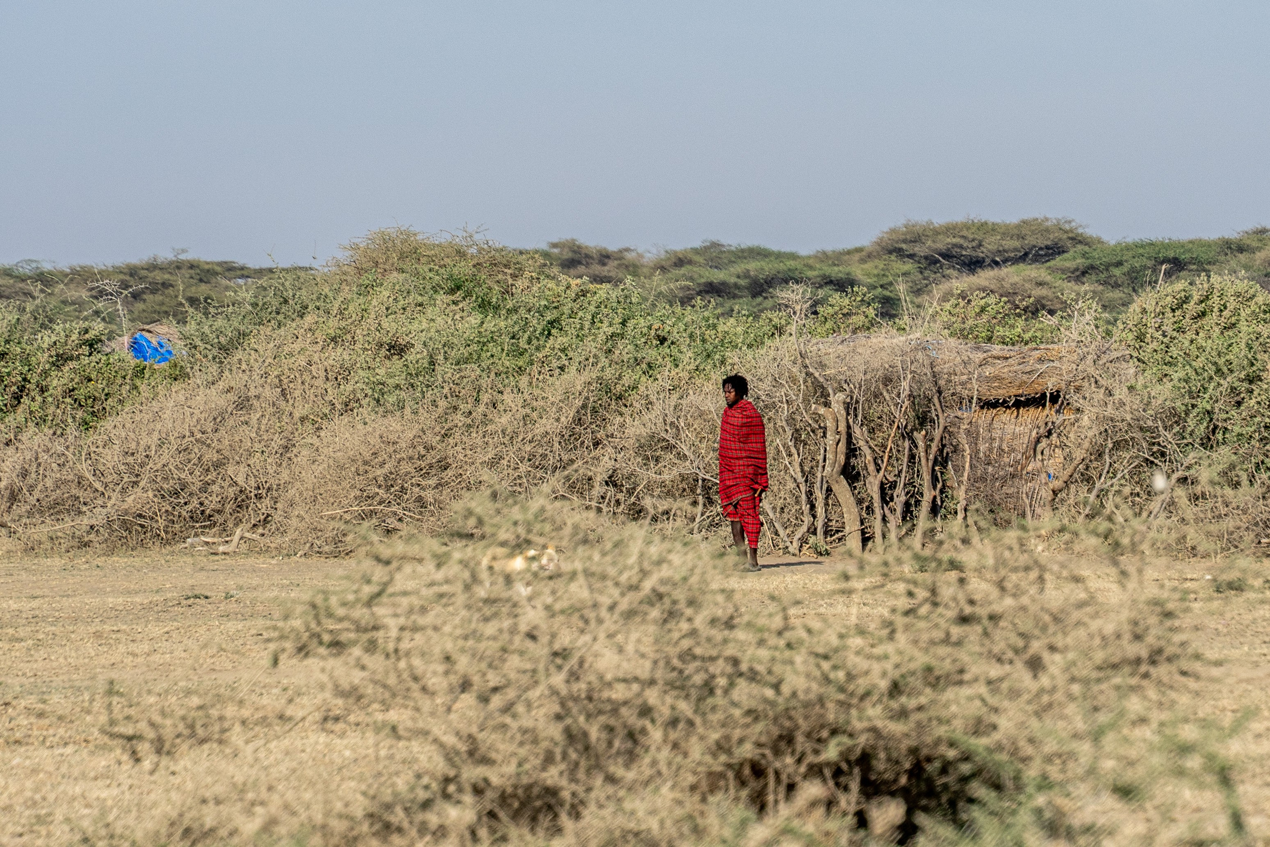 Танзания, сафари, 2025. Творческие сьемки