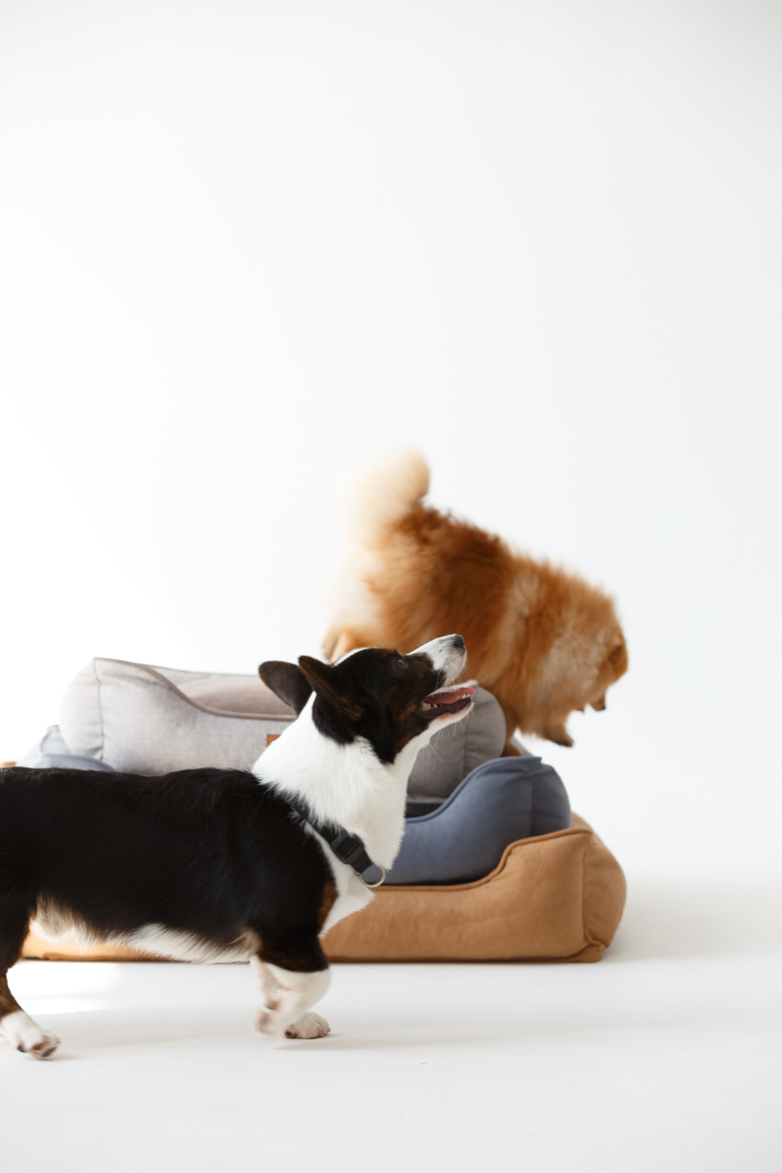 Boonwood Pets лежанки для животных. Фотограф анималист Кристина Карпова, Москва