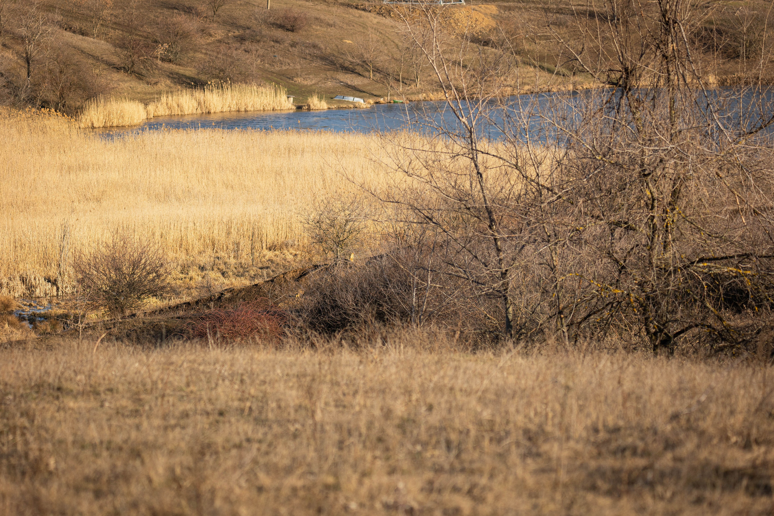 Дикий животный мир. Фотограф-АниМалист Анна Абрамова