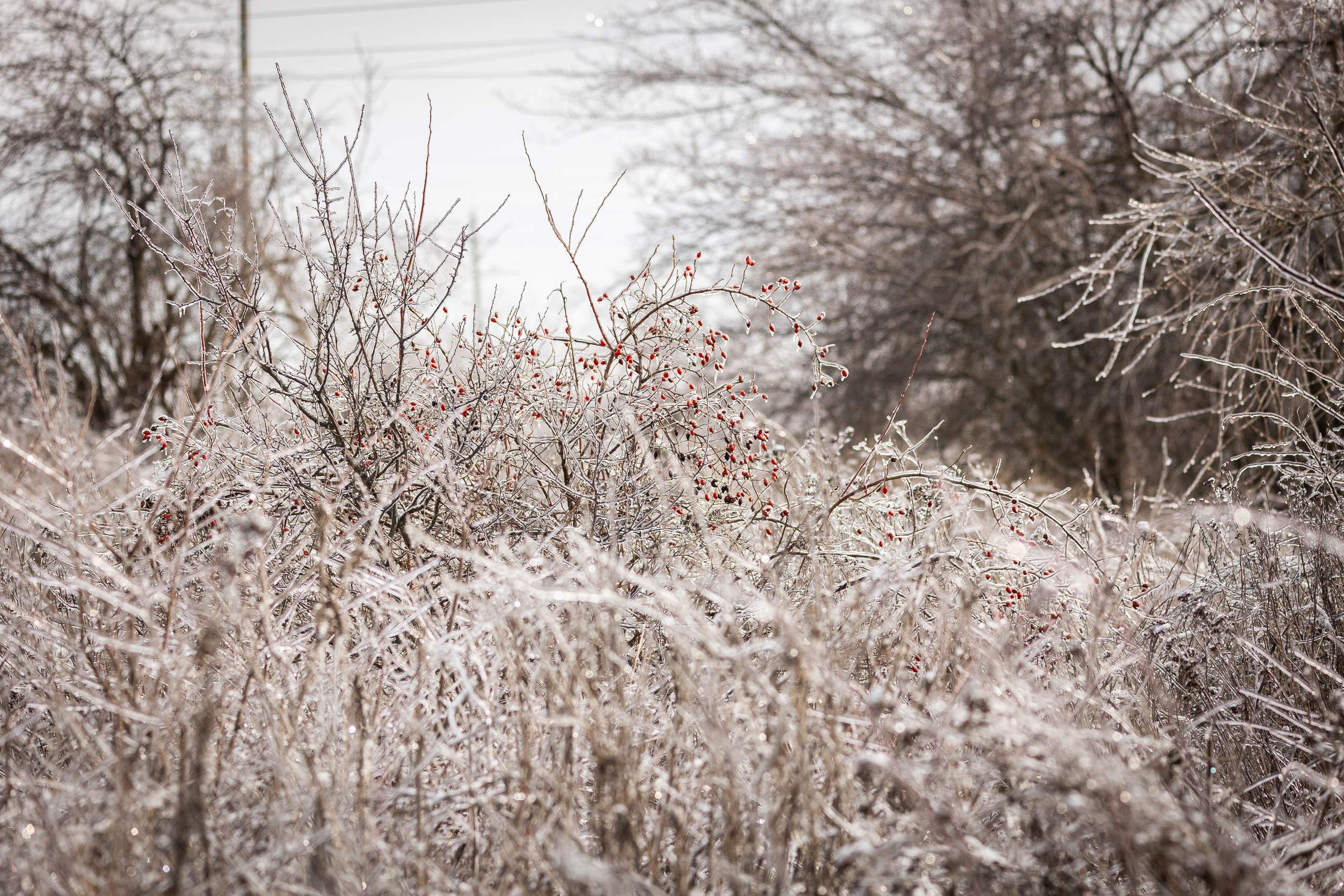 Дикий животный мир. Фотограф-АниМалист Анна Абрамова
