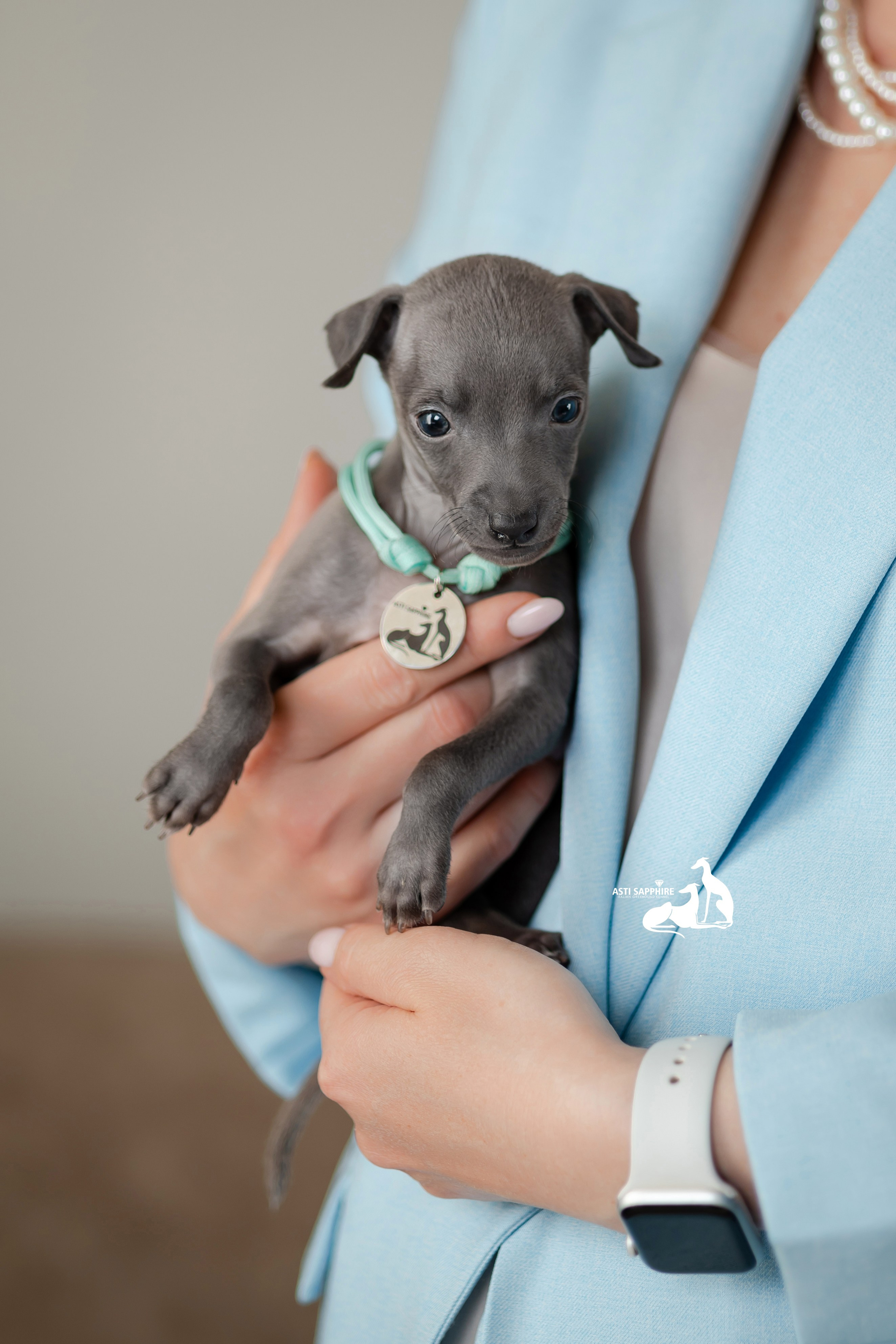 Весенние крошки. Professional Italian Greyhound Kennel RKF/FCI ASTI SAPPHIRE 💎 Sochi|St. Petersburg