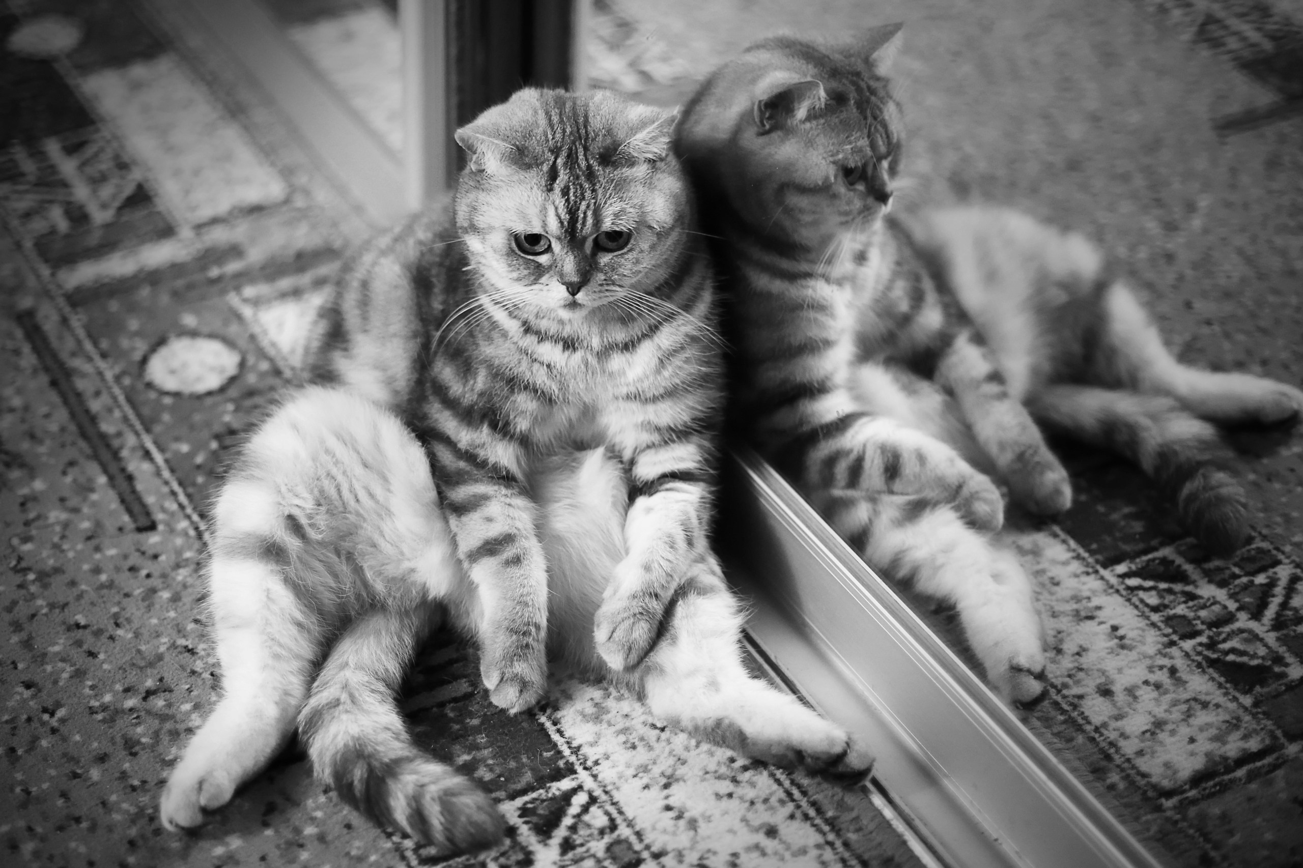 Четвероногие друзья. Репортажный, семейный, школьный фотограф в Иванове Инна Крылова