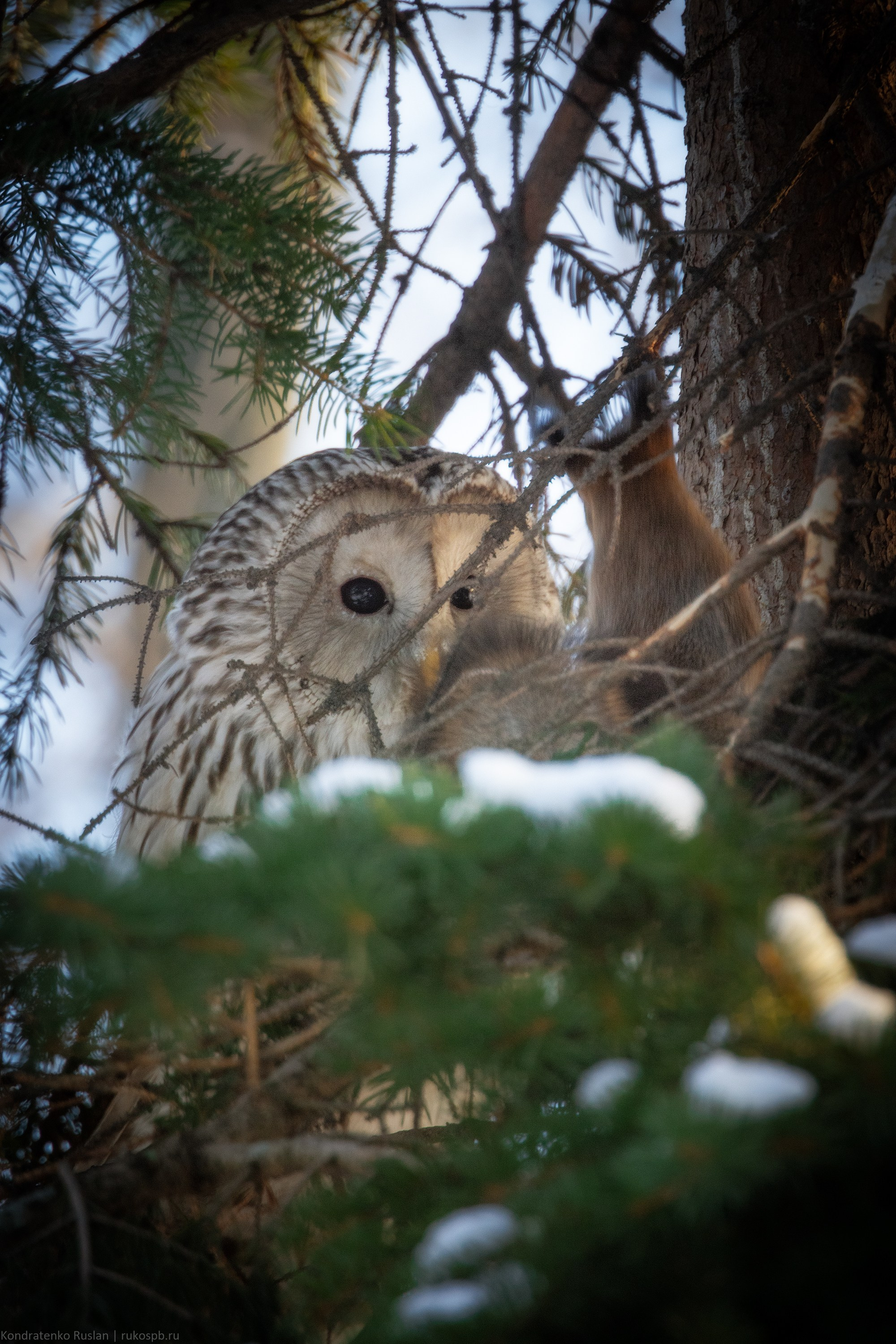 Длиннохвостая неясыть. Архитектурный и пейзажный фотограф Кондратенко Руслан, Санкт-Петербург