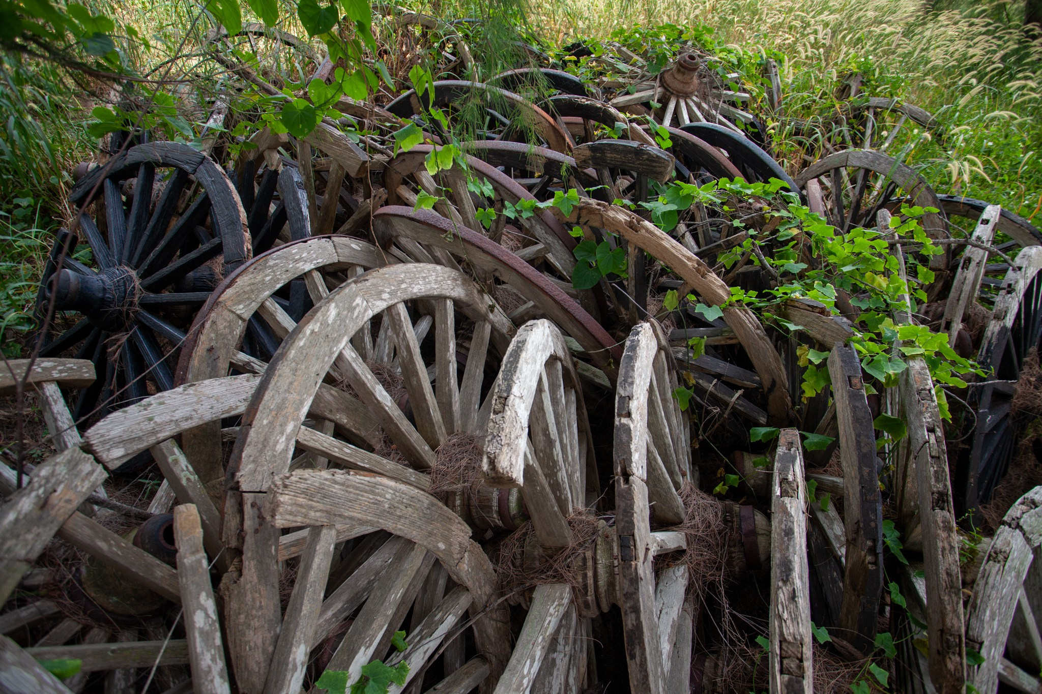 Находка в Таиланде, 2011. Фотограф Василий Буланов