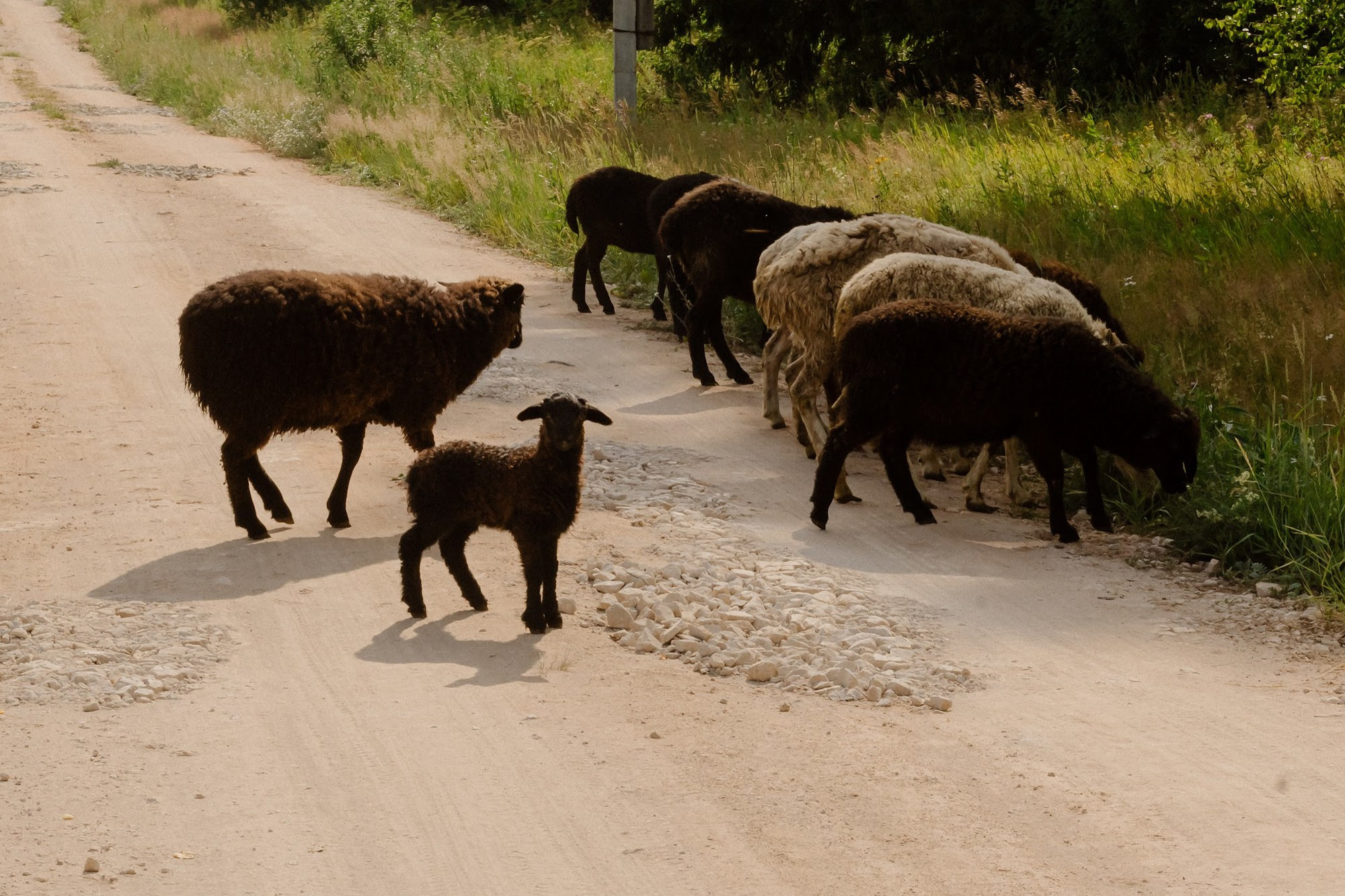 Wedding. Свадебные и портретный фотограф — Кирилл Зорин