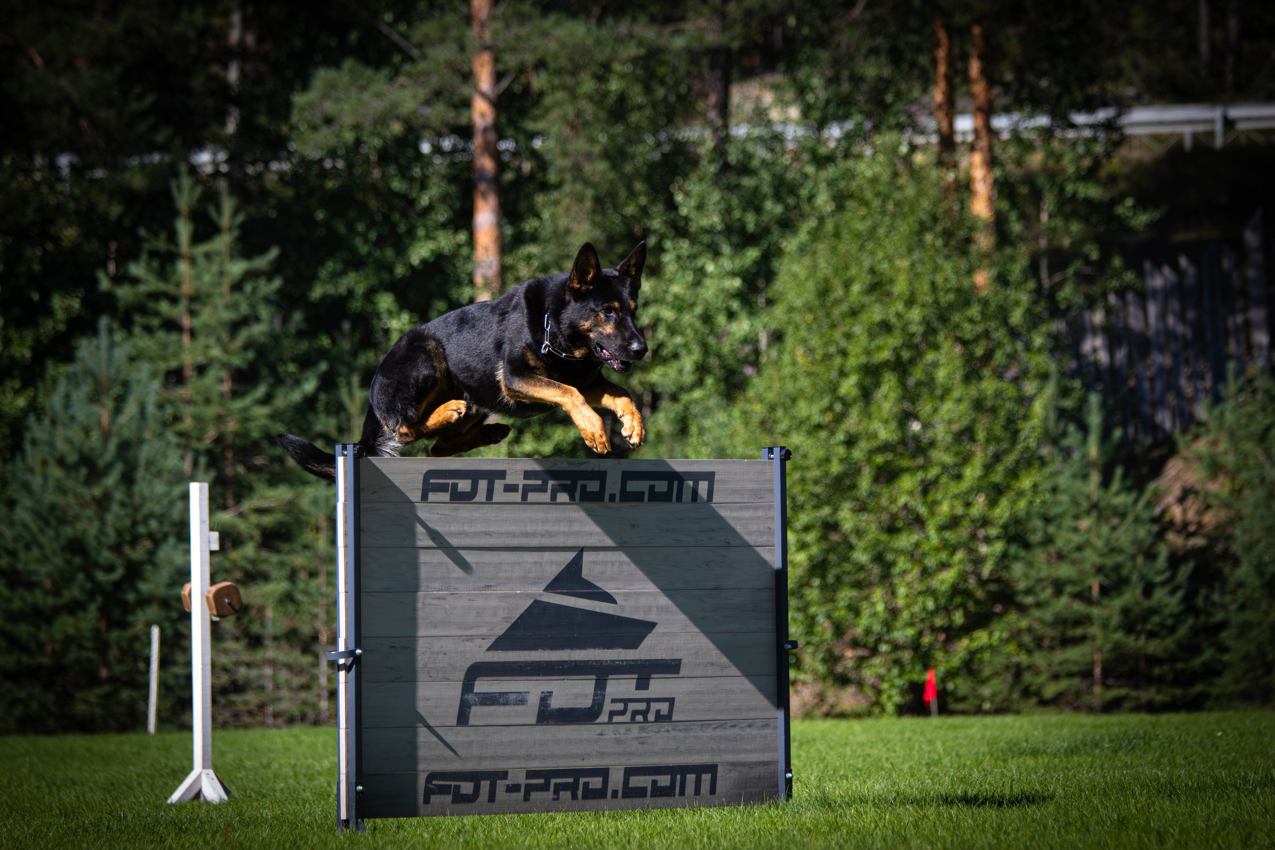 Фотограф анималист репортаж. Фотограф анималист — Тула, Москва