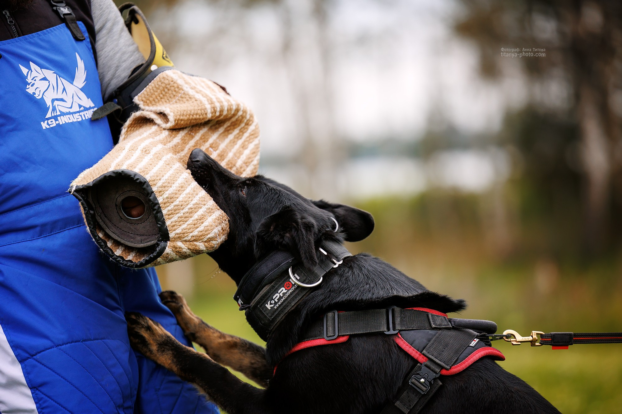 Тренировка по защите в питомнике немецких овчарок «Легенда Волги». Фотограф собак, фотограф-анималист Аня Титова (Titanya). Москва