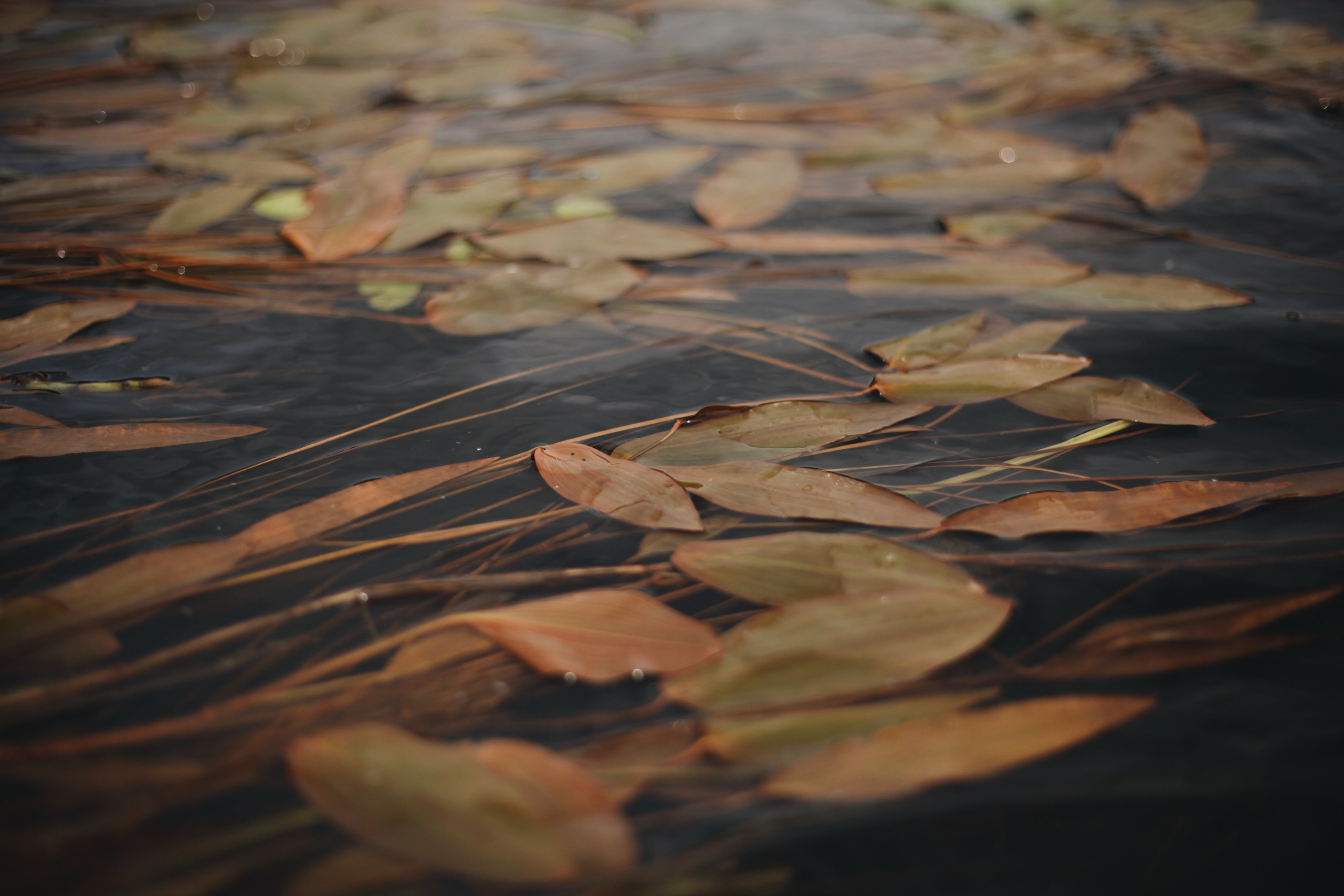 Река МИРА. Ксения Плотникова