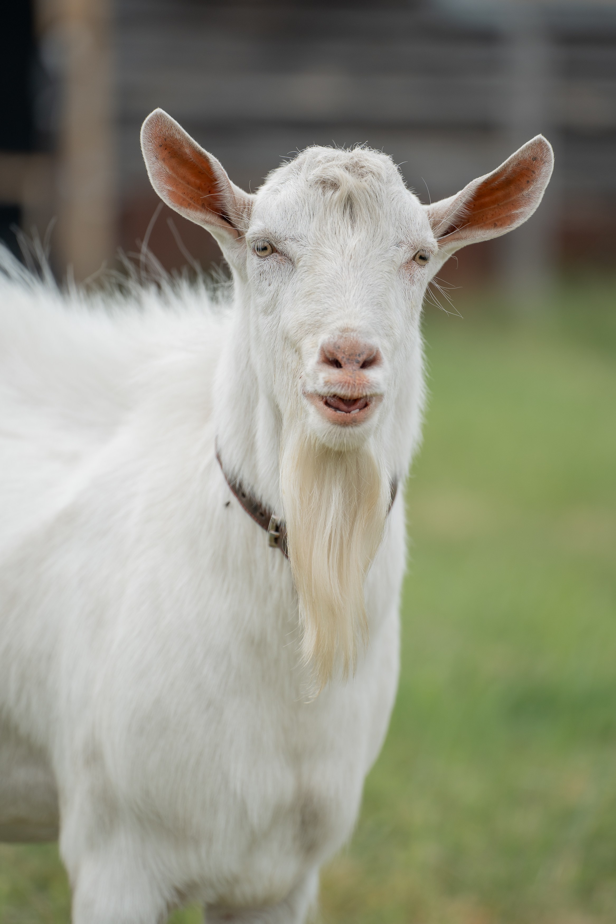 Анимализм. Портретный фотограф Олеся Владимирова в Москве