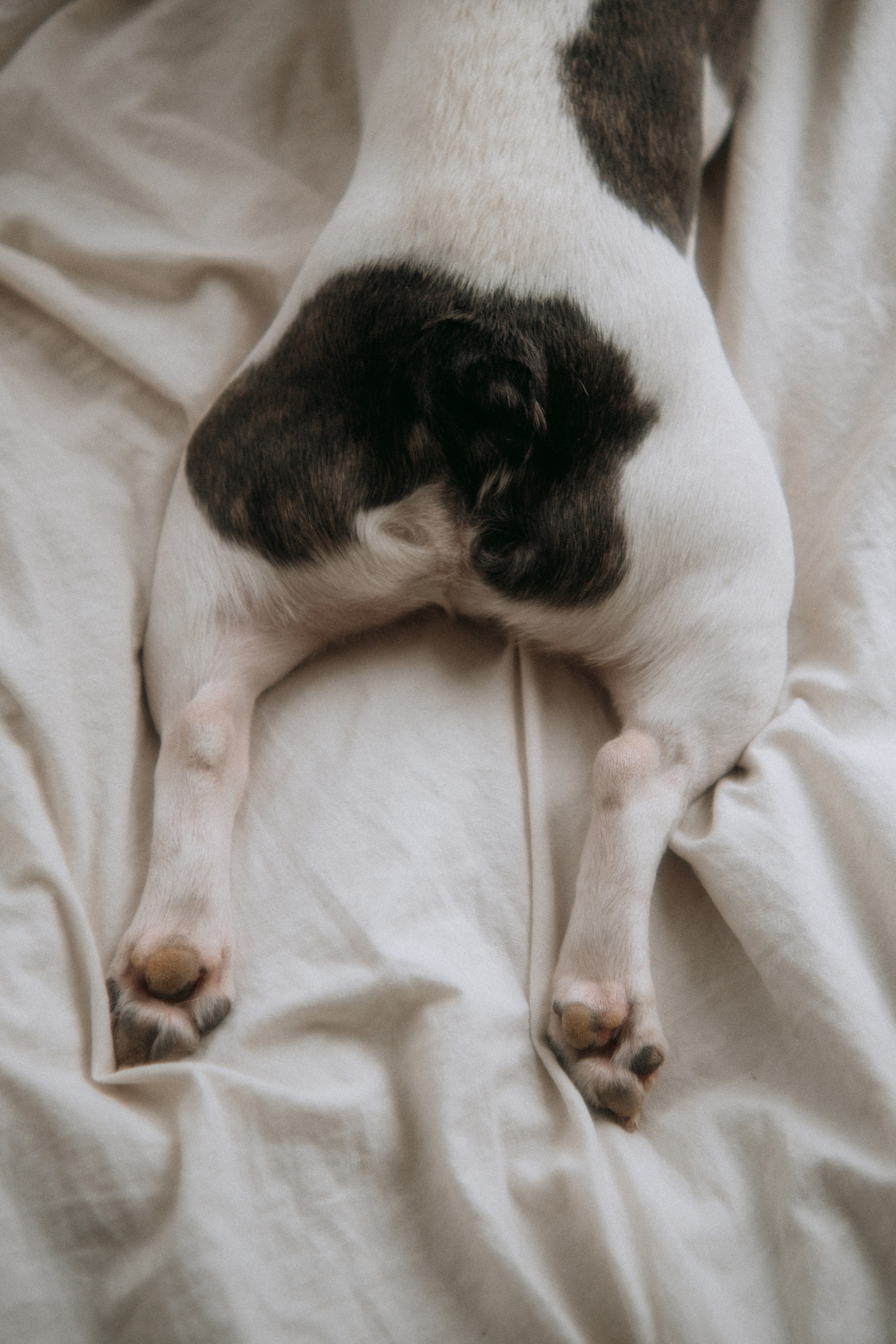 Серафима и Кефир. Фотограф в Санкт-Петербурге Кристина Брянская