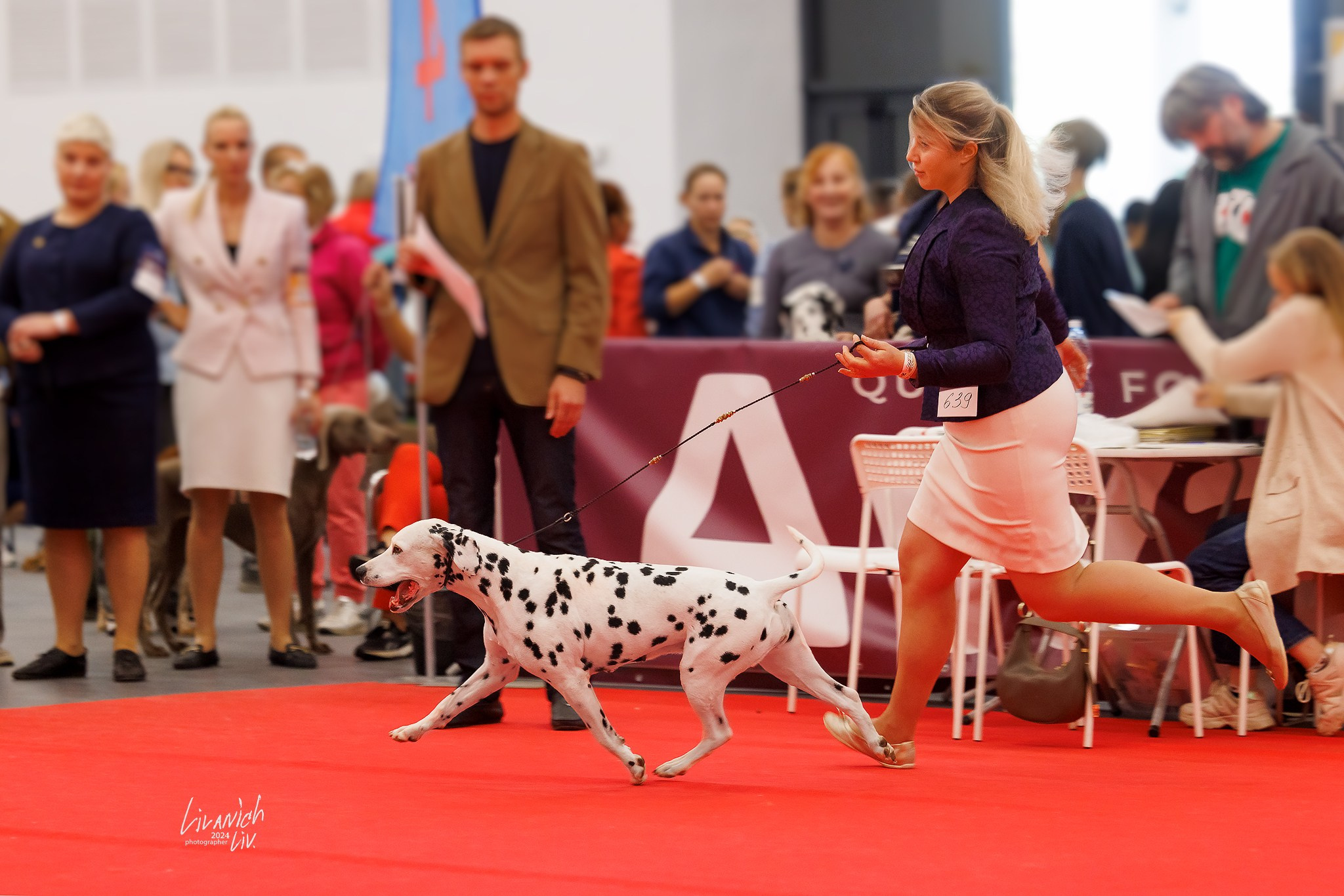 Выставки. Фотограф для вашей собаки