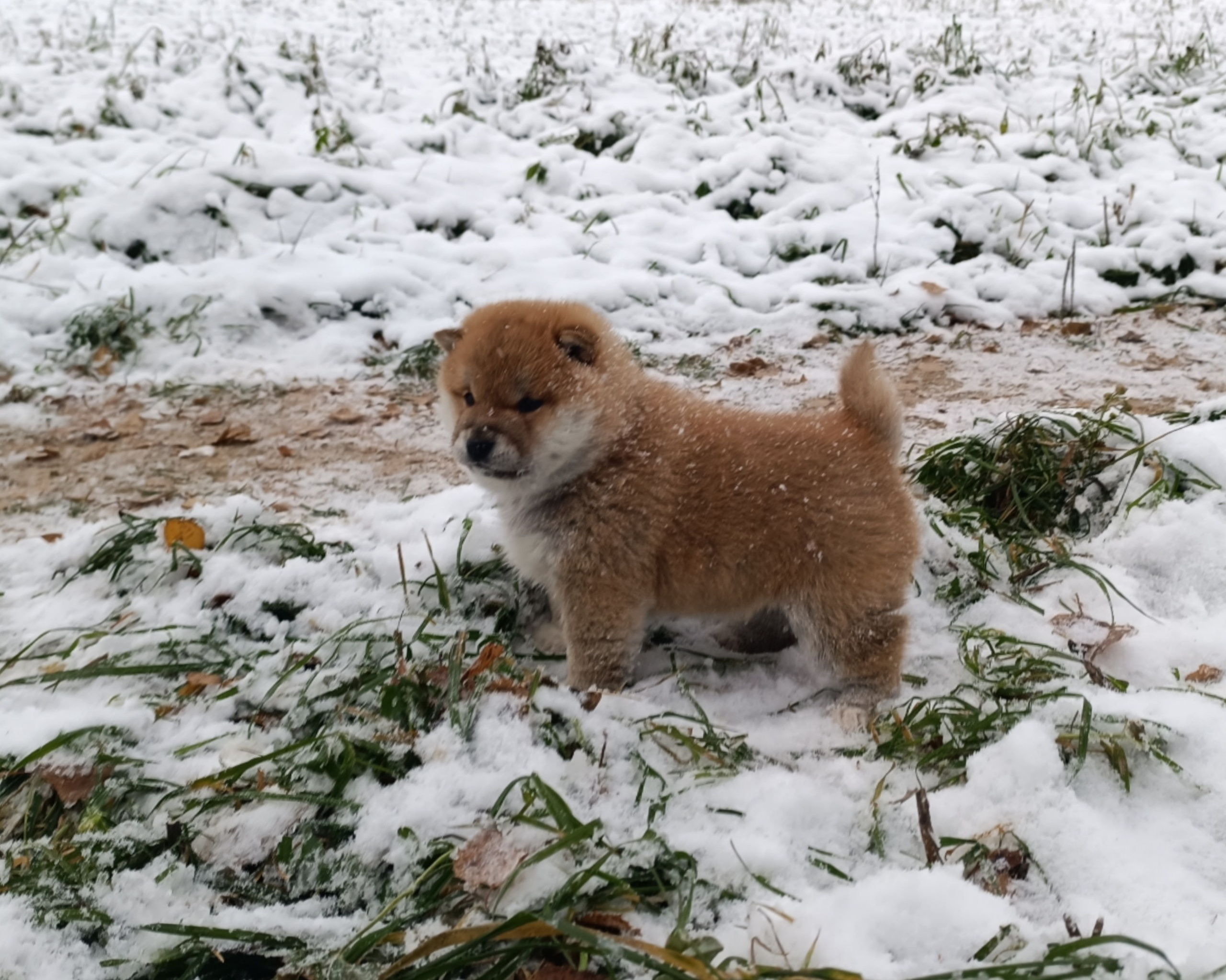 сиба питомник Рубилайт щенки на продажу rubylight  сиба щенки купить СПб Санкт-Петербург 