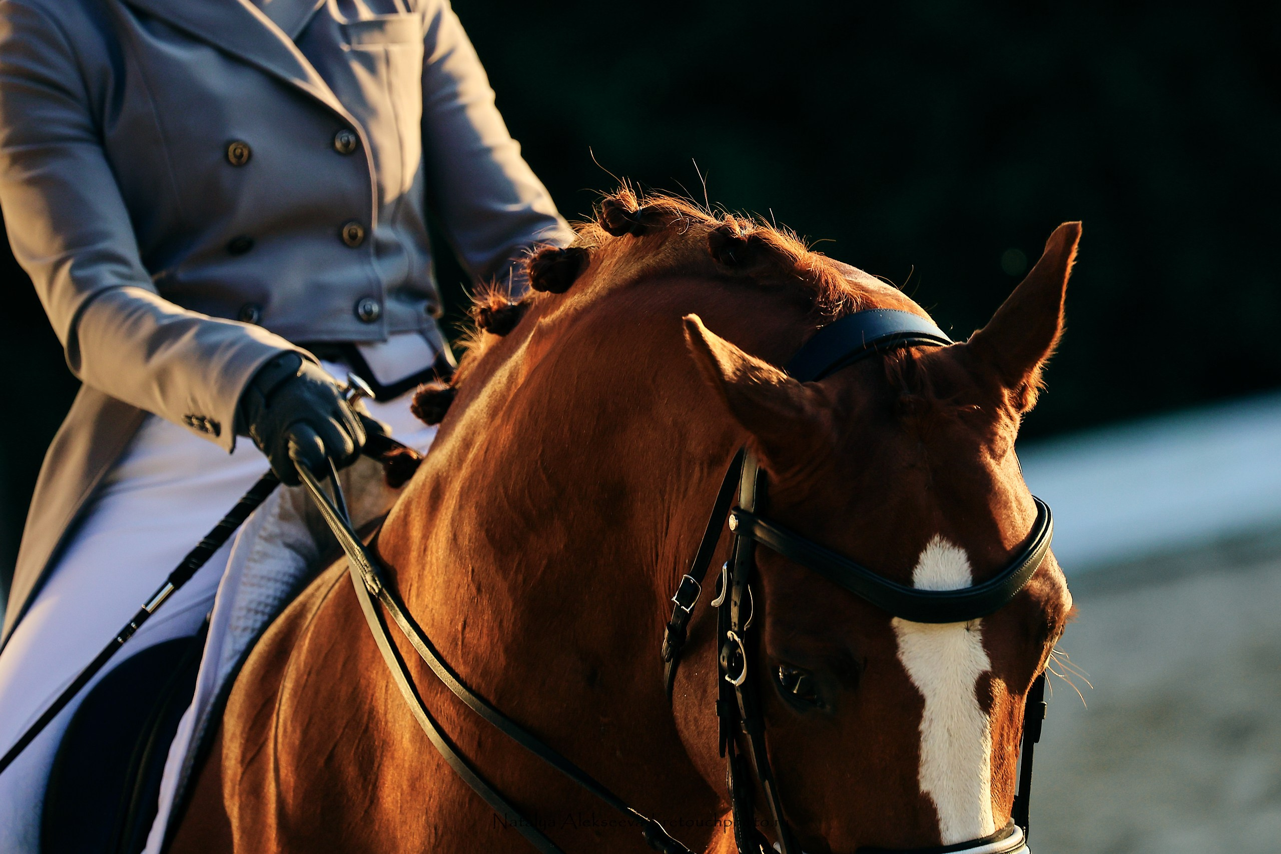 2023.09.22-24 Чемпионат MM Eurasia по средним ездам, Maxima Stables | 09'2023. Репортажный фотограф и ретушер в Москве Наталья Алексеева